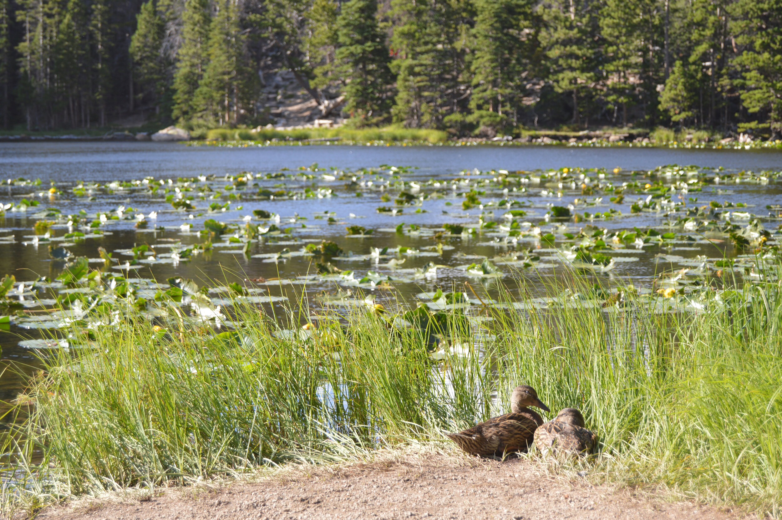 nymph lake_06.JPG