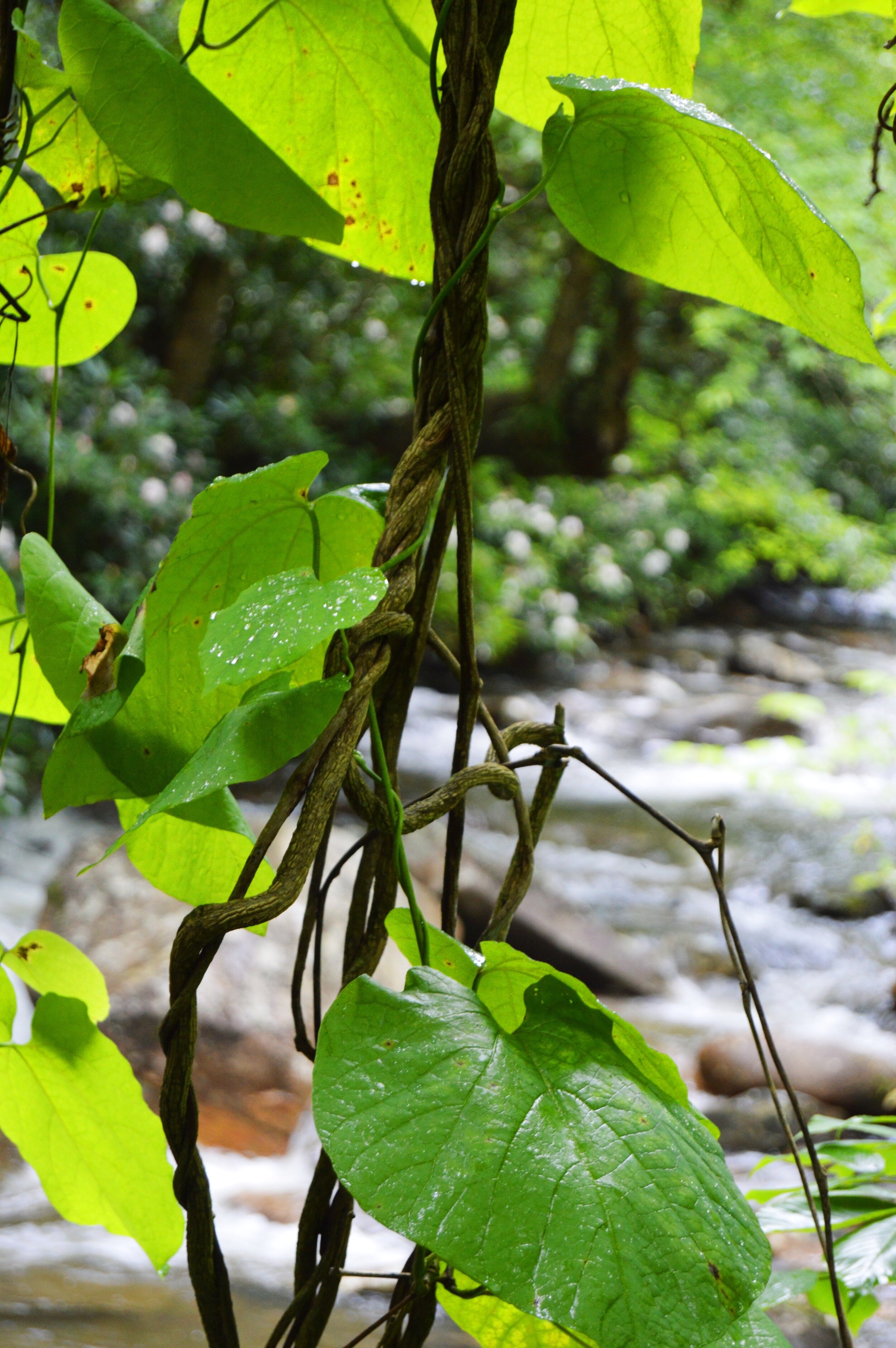creek_16.JPG
