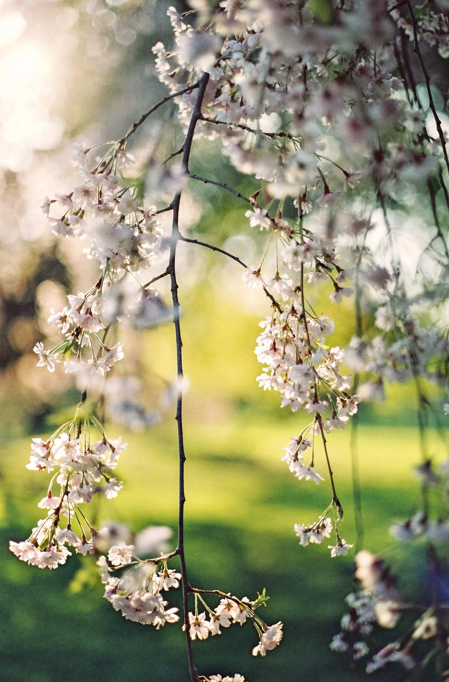 katie anello, image size:1523x2314