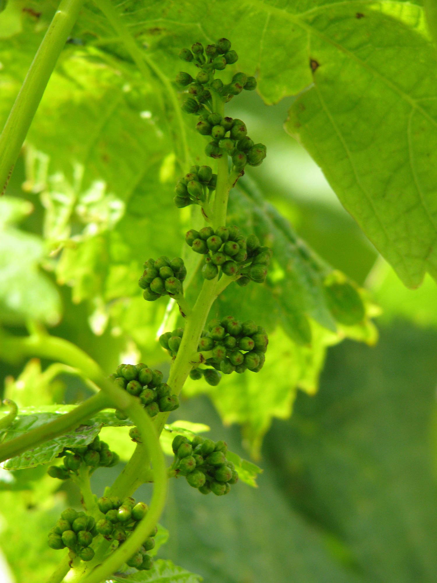 Grape buds.jpeg