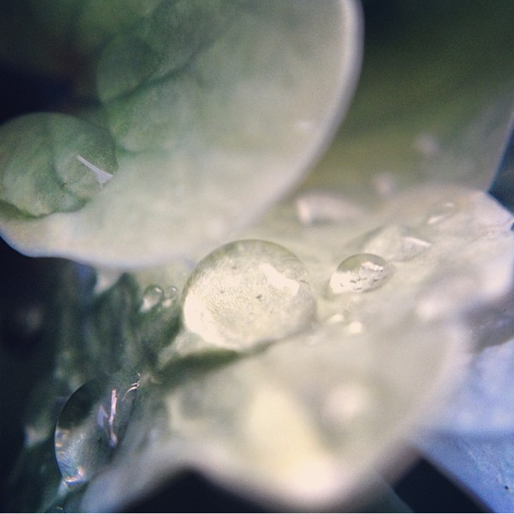 dew.png