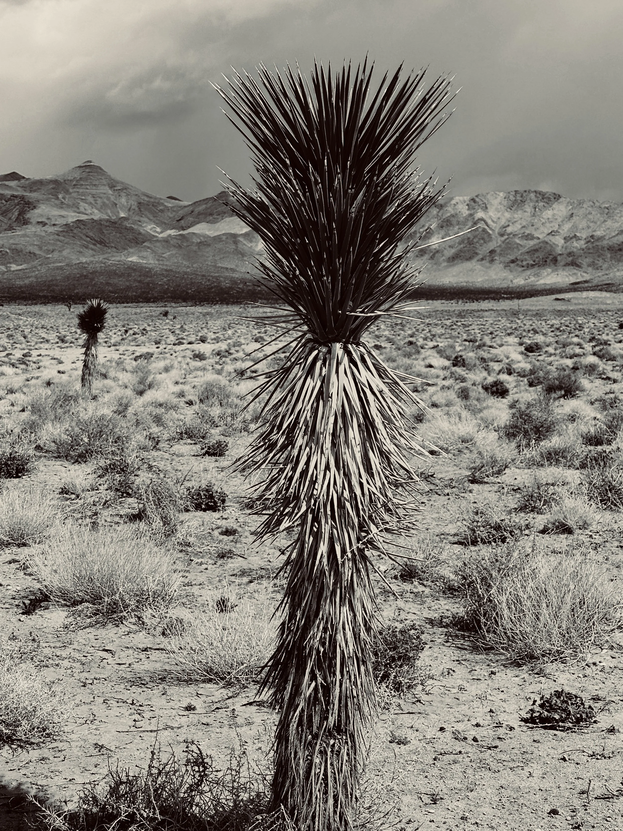 U2's Joshua Tree