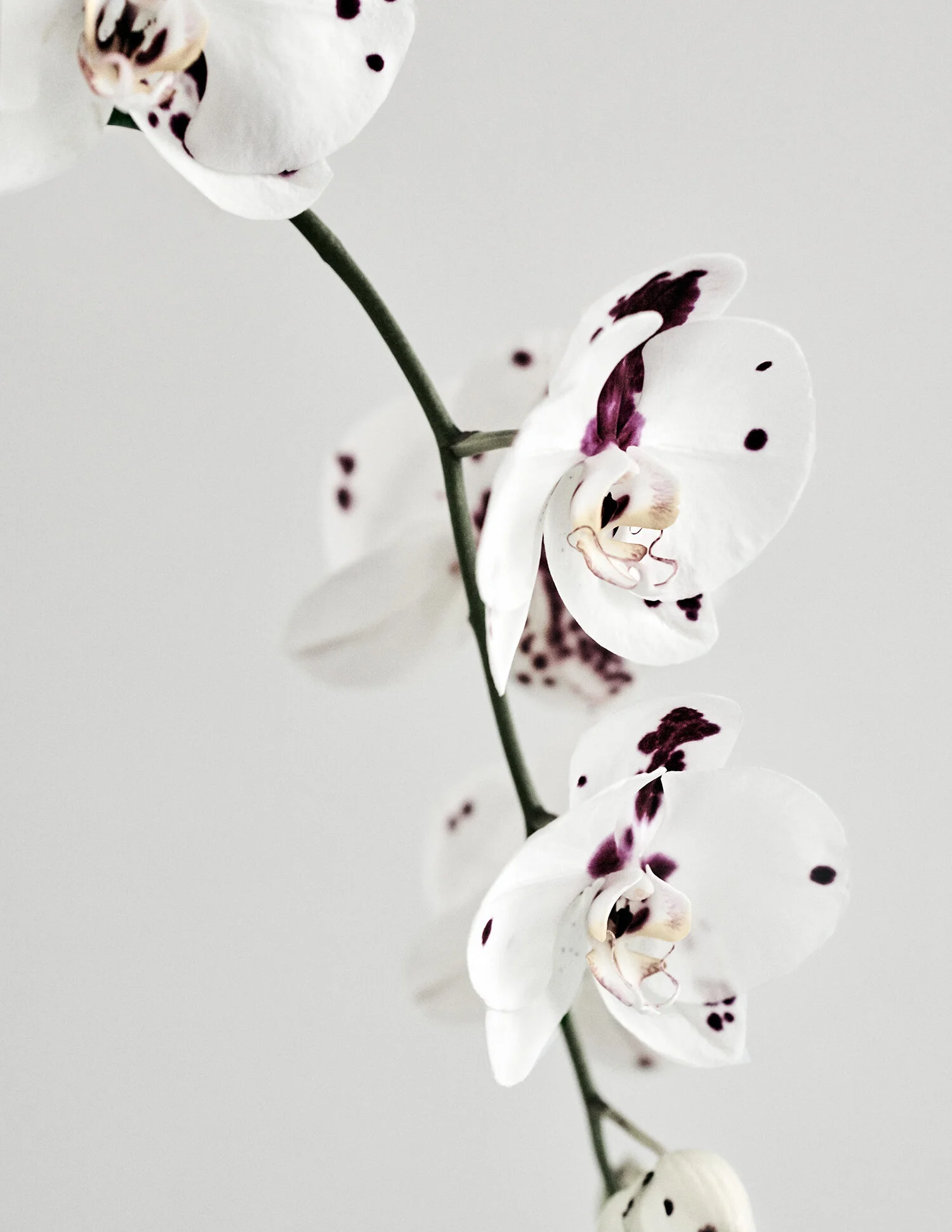 Breck Gambill Orchid Impeccability Vestal Magazine Fall / Winter Edition 2019 Financial District, NYC Edition of 4 © All rights reserved.