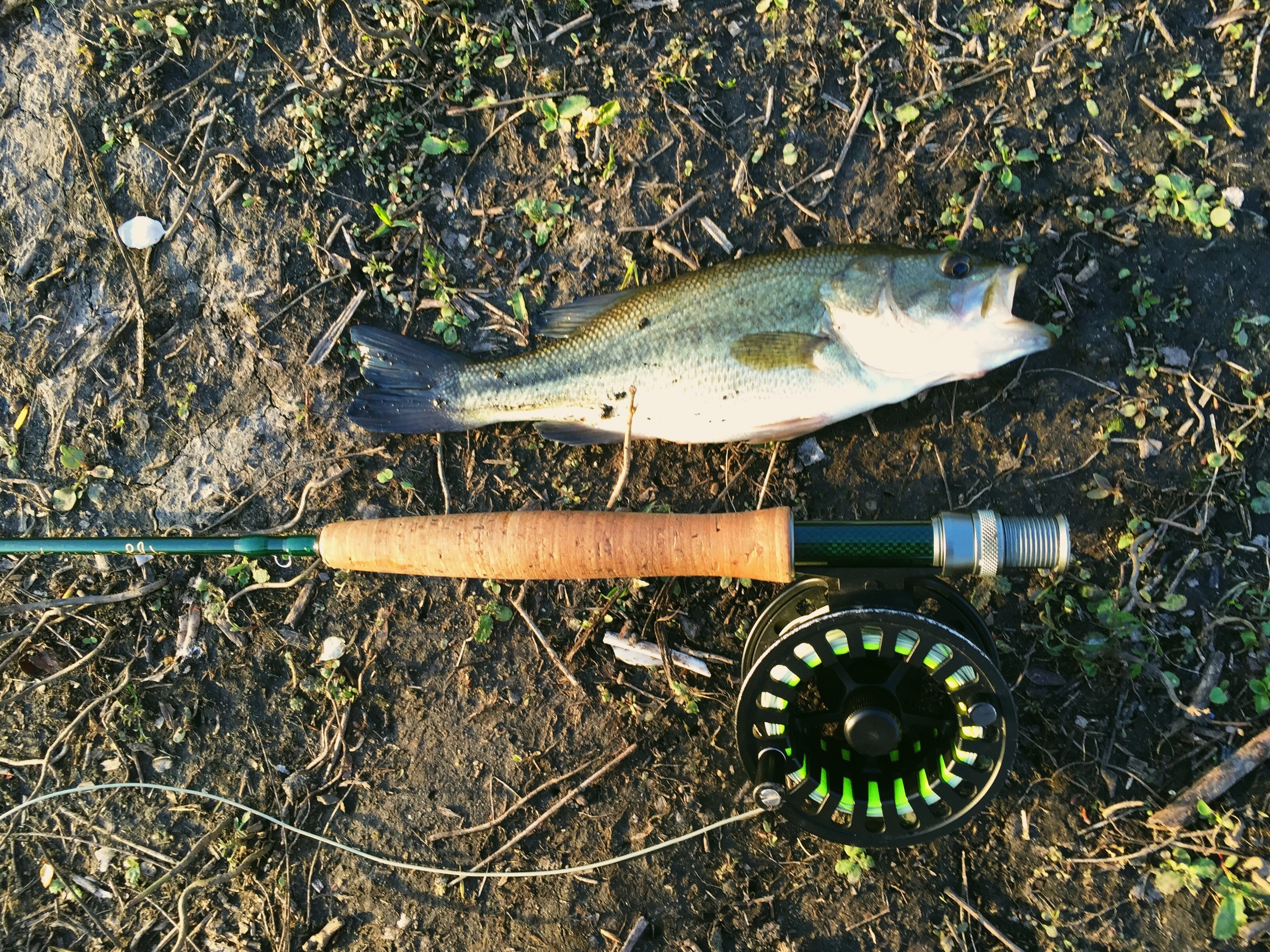 5wt, sinking leader, 4x tippet and a black bead head wooly bugger. I was letting them sink and doing a medium and stead strip pattern in. 
