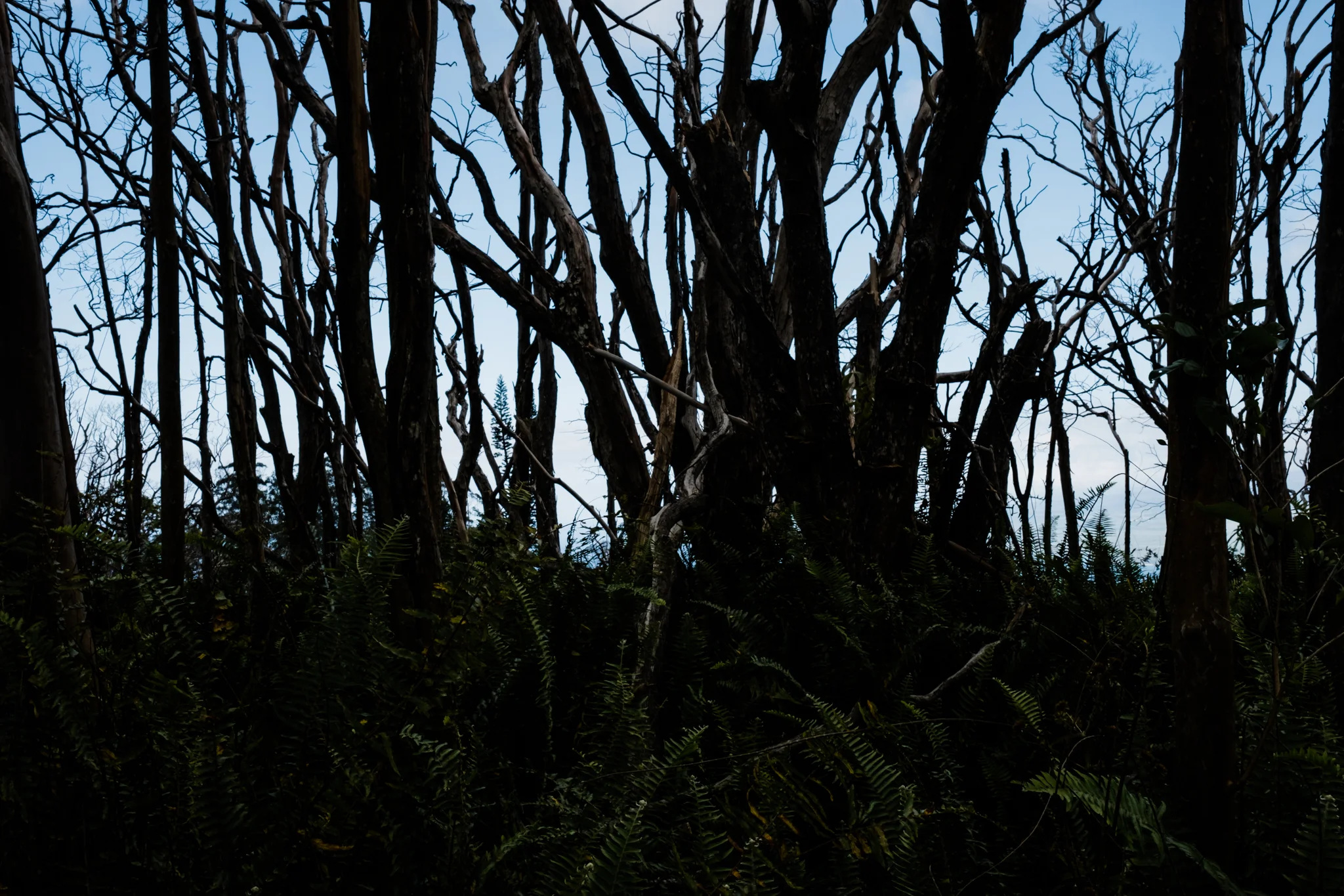 Waihee RIdge Trail (7 of 14).jpg