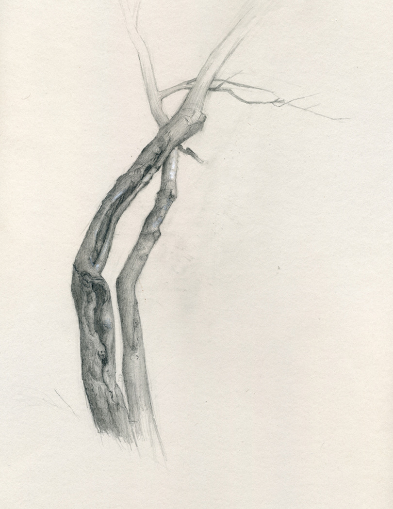    Hudson River Tree   