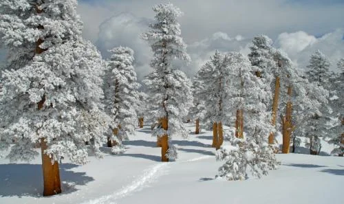 Solar Rollers at Vail Global Energy Forum