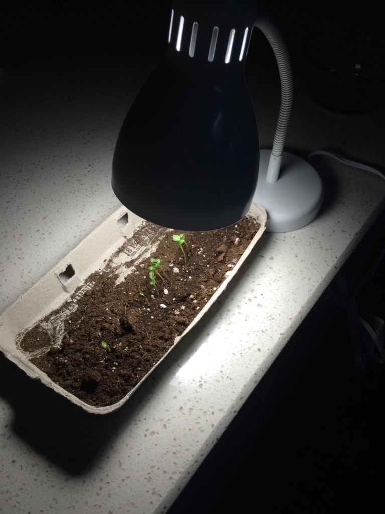  another mistake: Seeing as we don't get good sunlight in our house for me to grow things indoors, I thought I would help them along with a nice little table lamp. This was not a good idea and proved to be useless! :P 