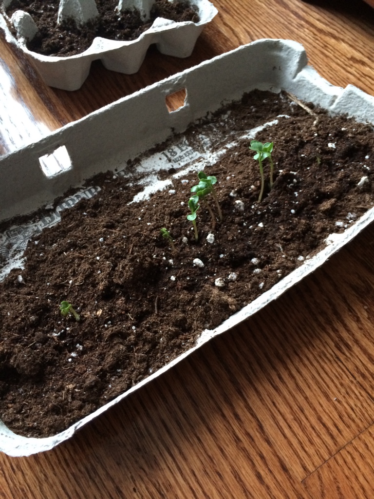 Mistake # 1: I thought it would be a clever idea to try growing radishes in recycled egg cartons. I mean you only need a few inches for radishes right? Wrong. It was an utter failure. LOL Radishes dont need that much soil, but they still need at least a good 6 inches I would say!