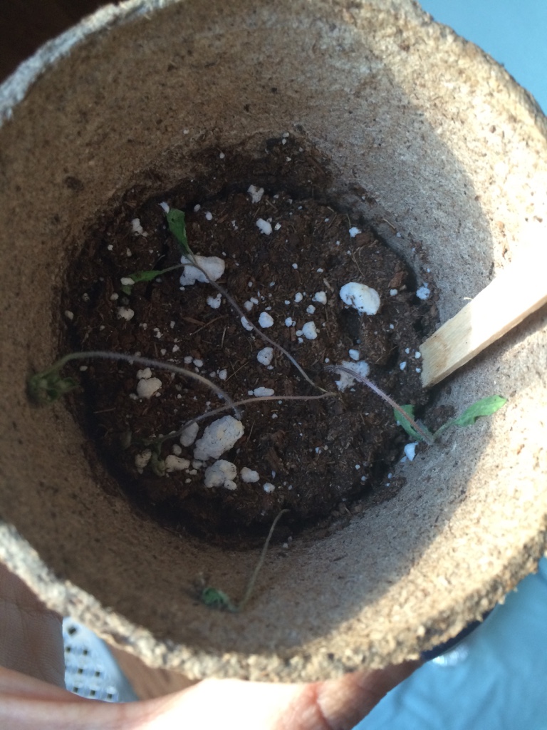  This was my attempt to grow tomatoes. As you can see it was an utter failure! It was just a few stringy strings (or 'leggy' stems). What I should have done was a) add more soil b) have it filled up to the top so they could get more sunlight 