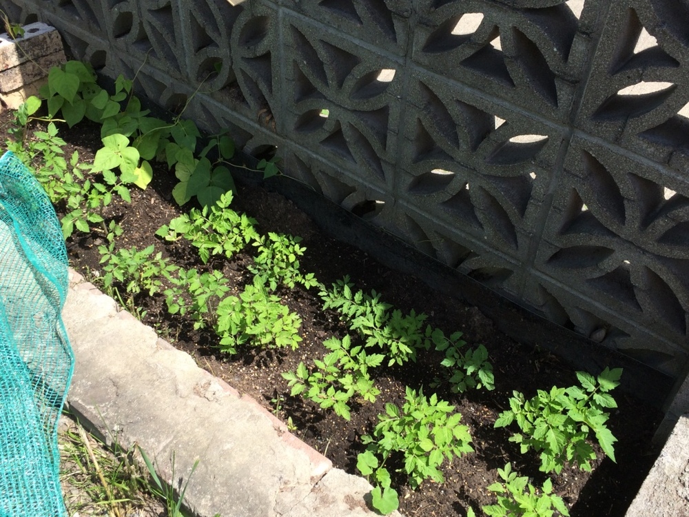  But alas eventually I was able to grow some tomato plants from seeds! :) 