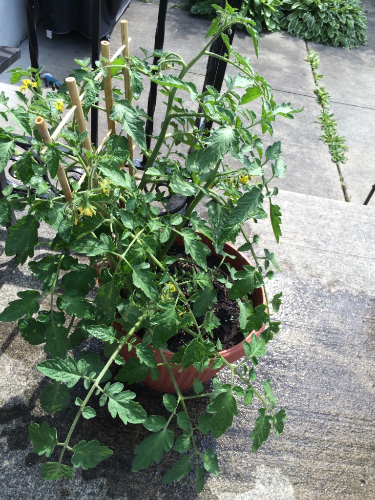  But this was my main tomato plant! It was a cherry tomato which I decided to plant in a huge planter to allow it to grow. And grow it did! I figured the pot was TOO big, but at the end of the season, when I emptied it, I found that the roots had bee
