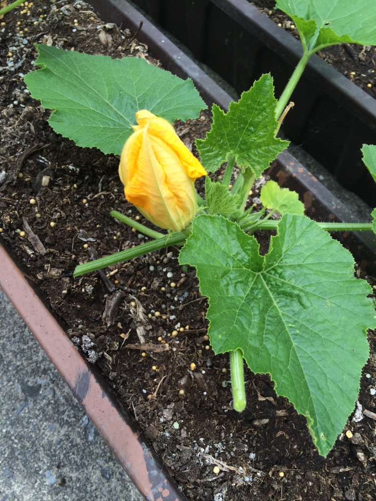  These were my zuchinnis. Any exprienced gardner is now cringing. Dont make my mistake in planting your zuchinni into a teeny tiny pot. These baby can grow to be more than a meter wide and high! Suffice to say this baby grew and gave me about 2-3 zuc