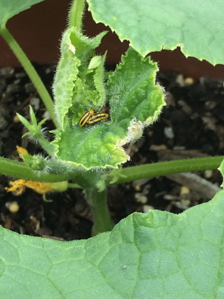  Back when I didnt know what these evil bugs were. Not only do they kill your plants, but they also have no manners and will get their freak on in the middle of your cucumber plants. Rude.&nbsp; 