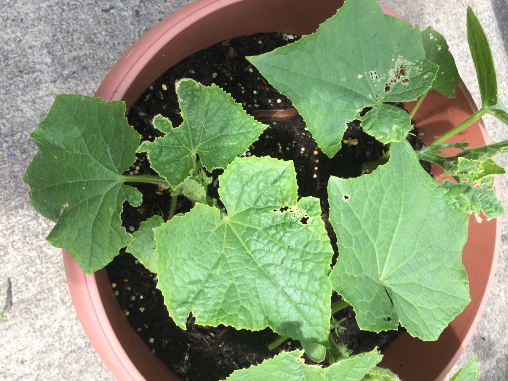  Beginning of a cucumber. Little did I know that I was overcrowding those babies and giving them way too little space. They died after I only got a few cucumbers :( 