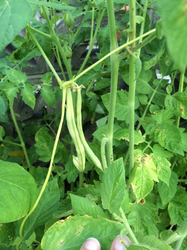  These are beans that grew in between those row of tomato plants I had planted (in early pic). Weirdest part? I DIDN'T PLANT ANY BEANS.....Nature you crazy. 