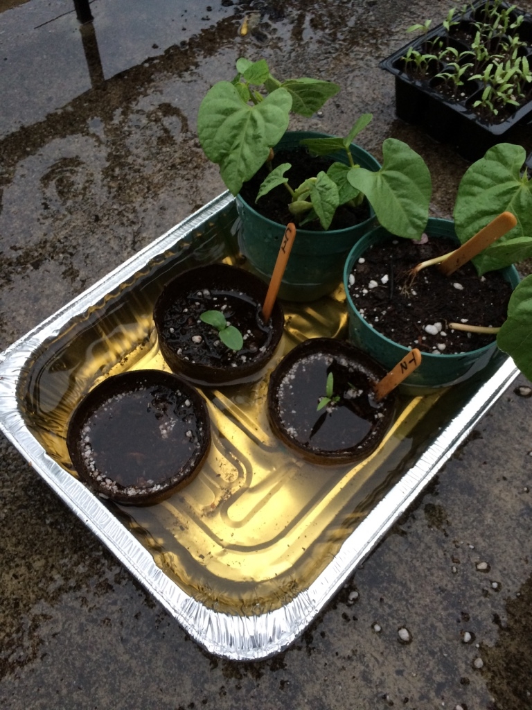 Finally I decided to cheat...and purchased a few seedlings, but not giving up I decided to leave the seeds I had planted outside. Then one day it rained and everything drowned! :O