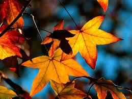 Happy Fall