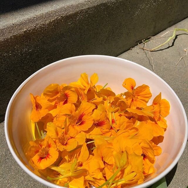 These nasturtium blooms started as seeds.... the amount of information and potential that lives  in a seed blows my mind!
⠀⠀⠀⠀⠀⠀⠀⠀⠀
I&rsquo;ve been enjoying watching things grow from seeds.
⠀⠀⠀⠀⠀⠀⠀⠀⠀
As I harvested the blooms and seeds from  from the