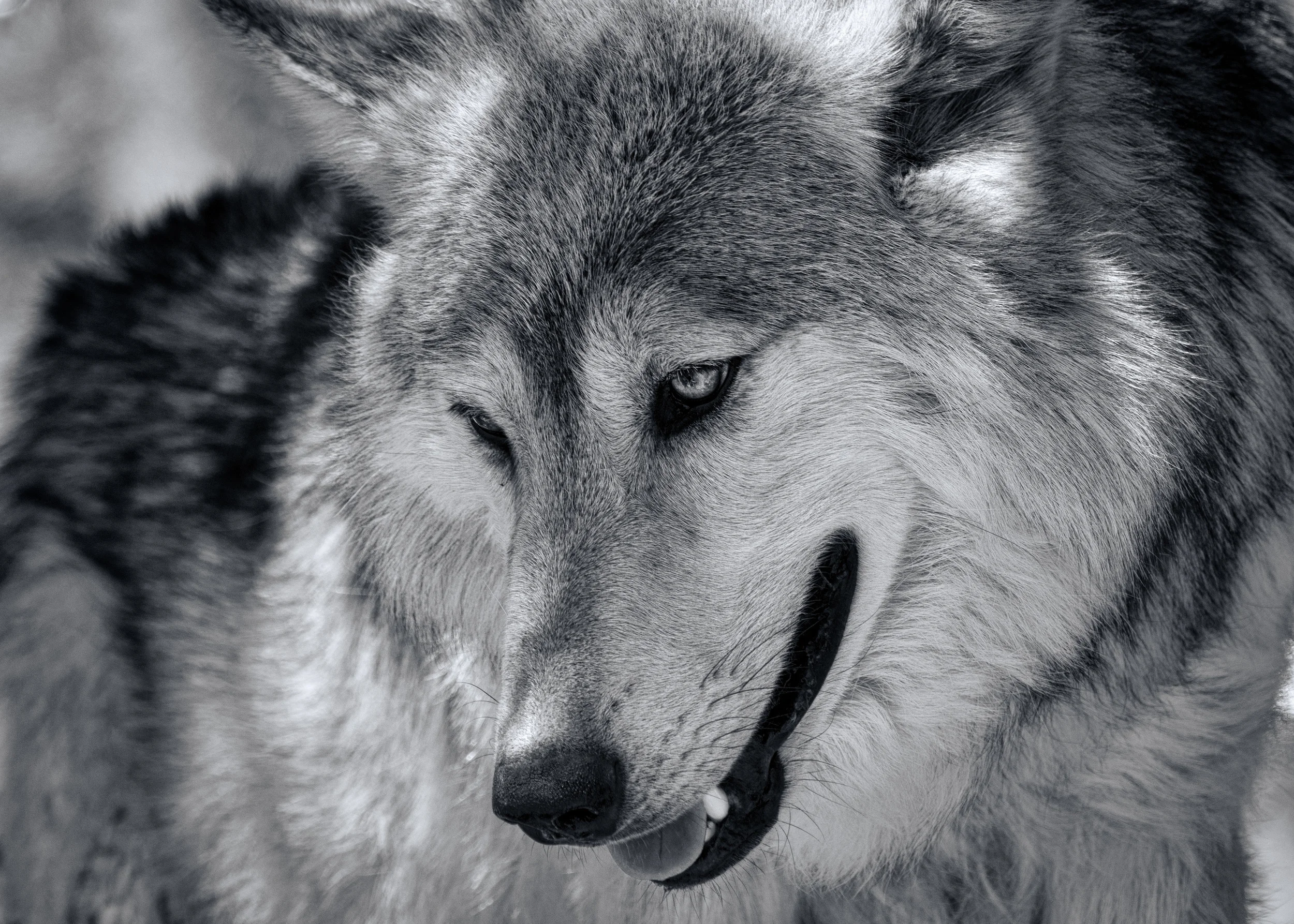 Wolf Shoot_D7K6372-Edit-2.JPG