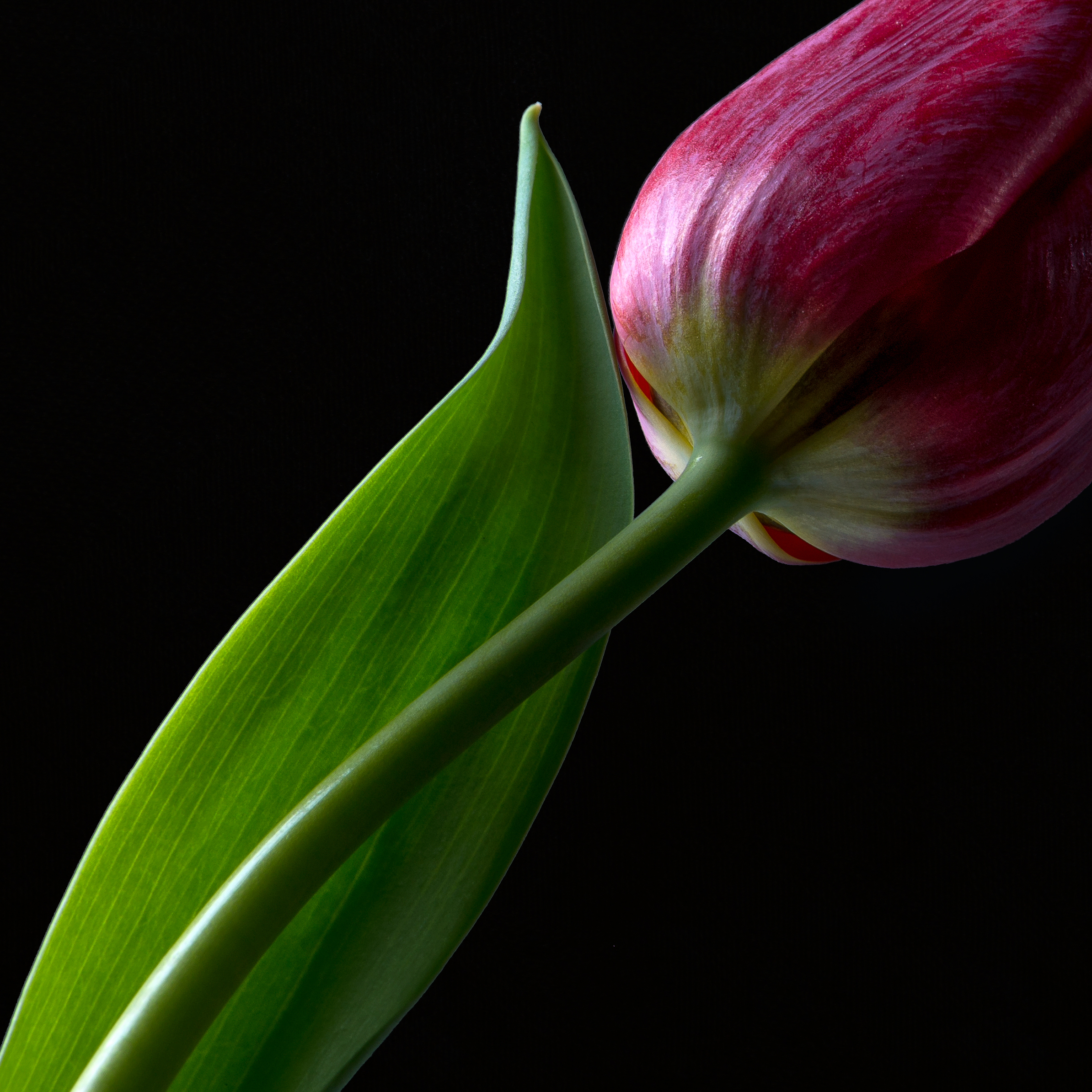 Tulip Study 1