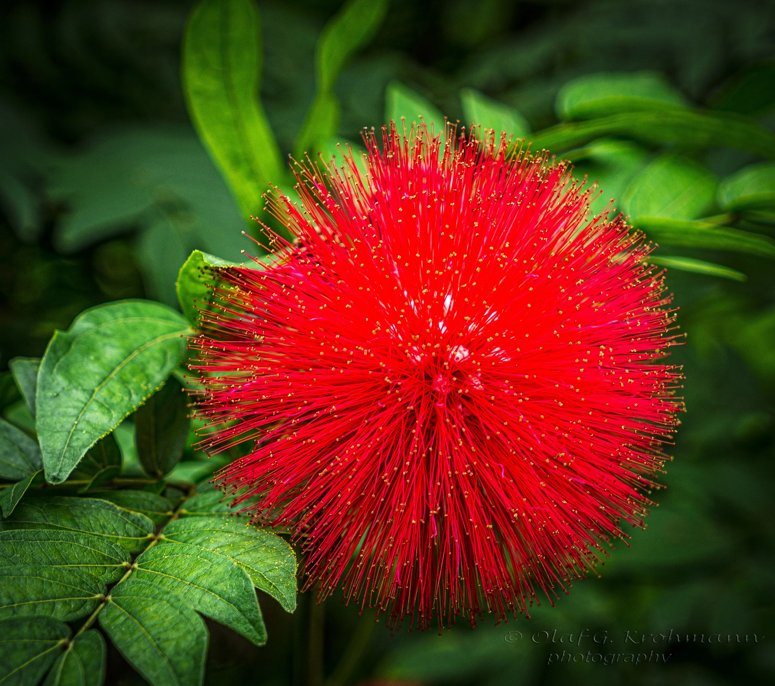 redFlower-.jpg