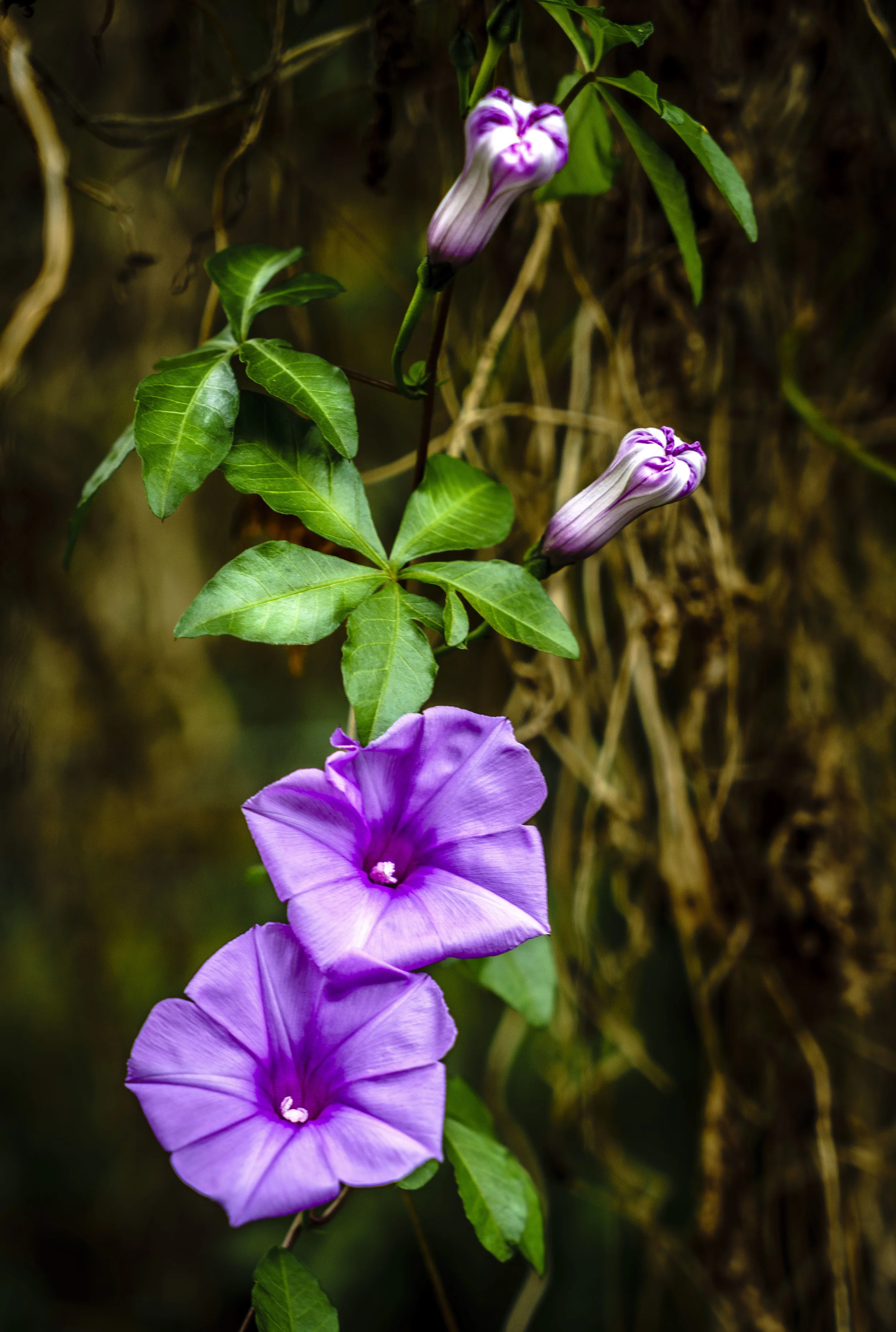 purpleFlower-2063.jpg