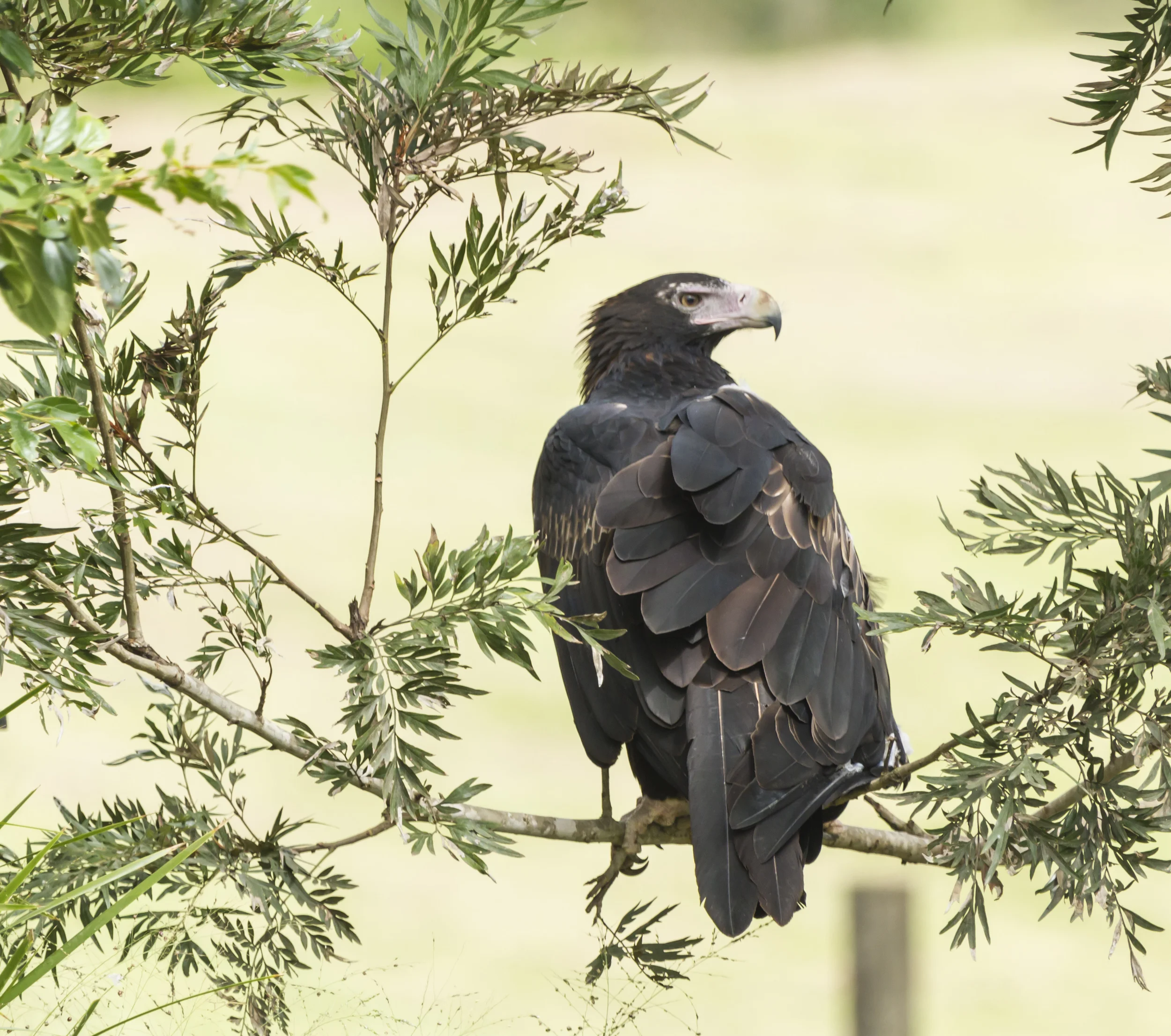 Eagle-0065.jpg