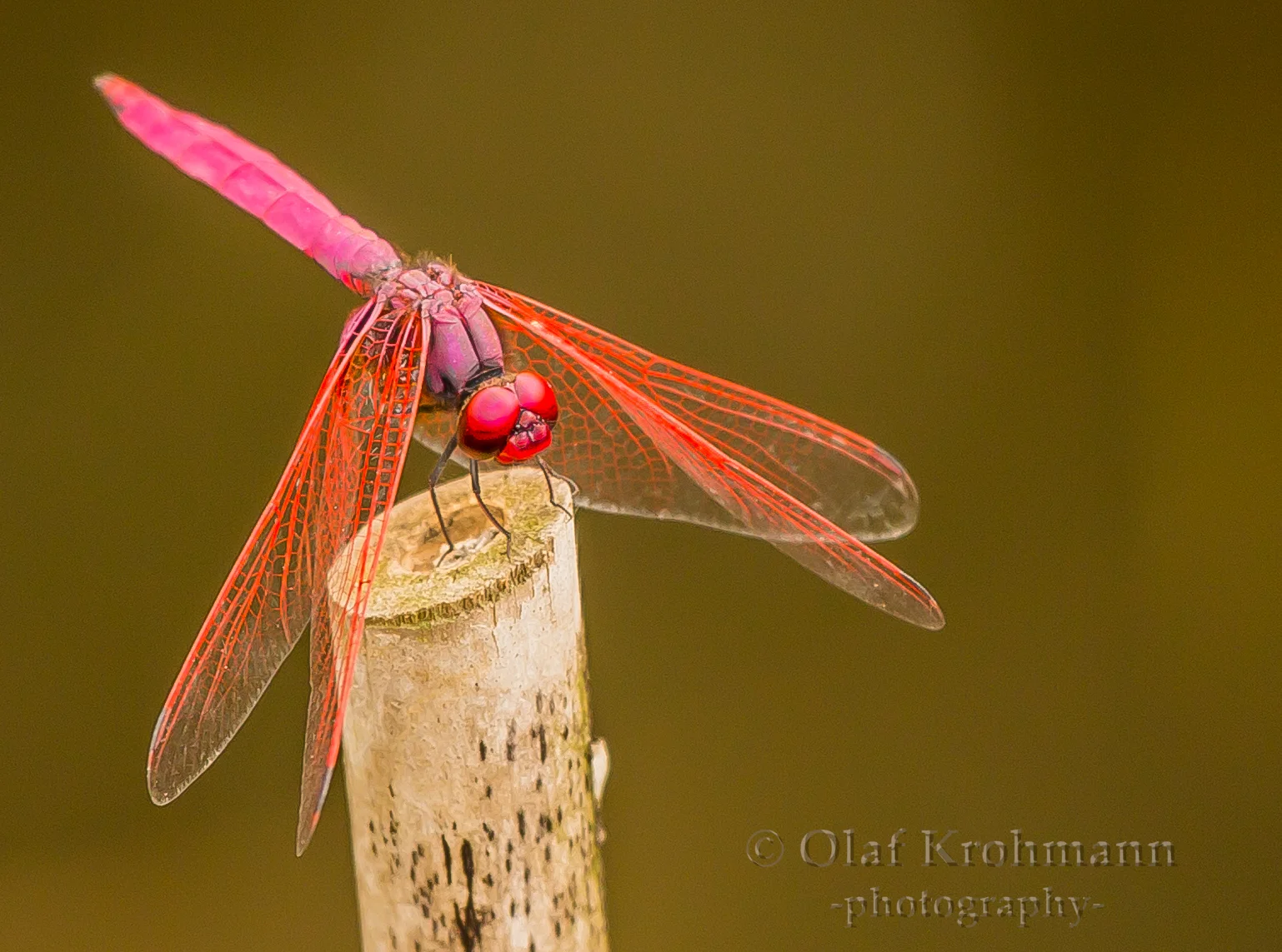 DragonFly.jpg