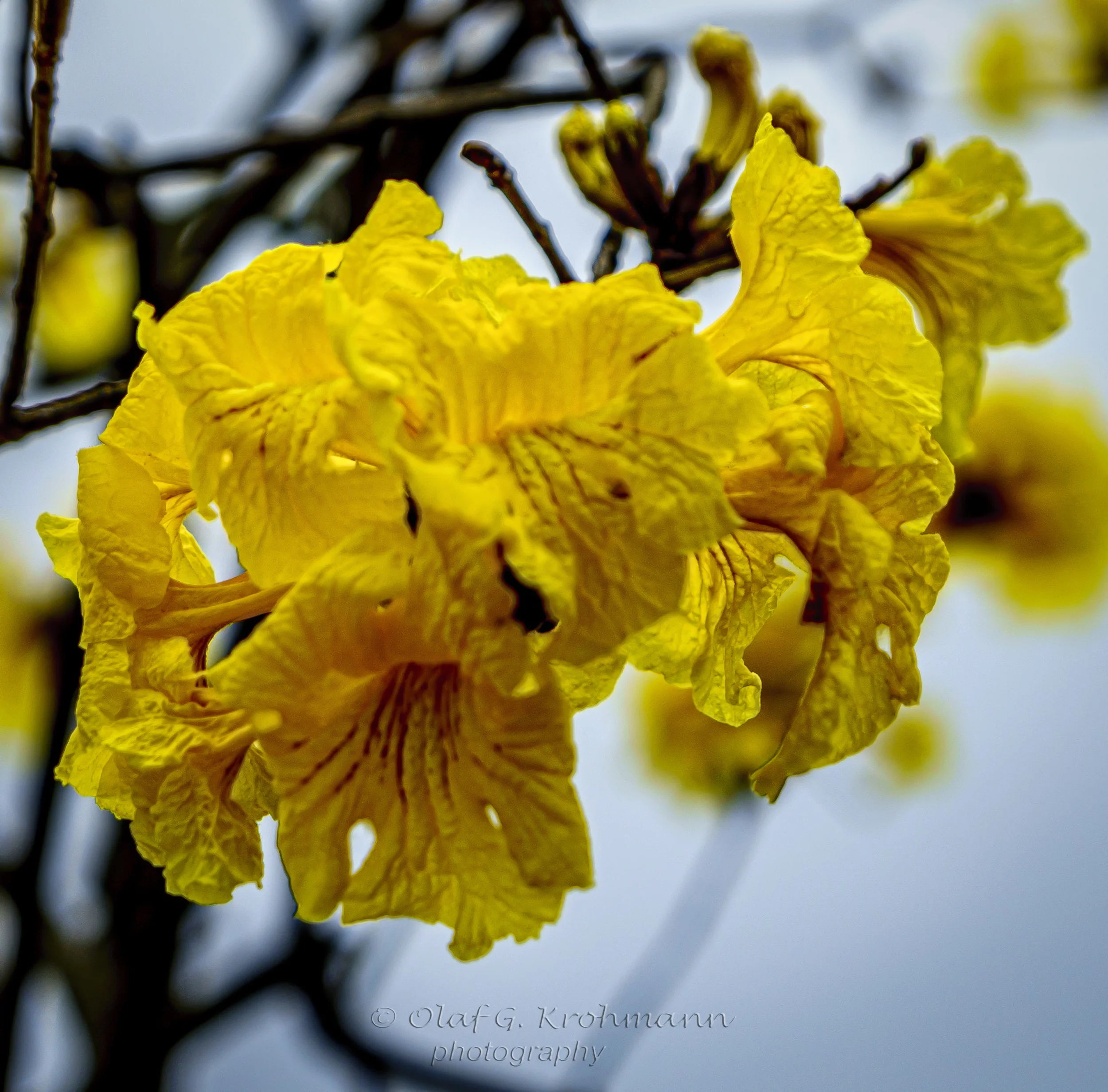 Yellow Fllower-March-08-2015-.jpg