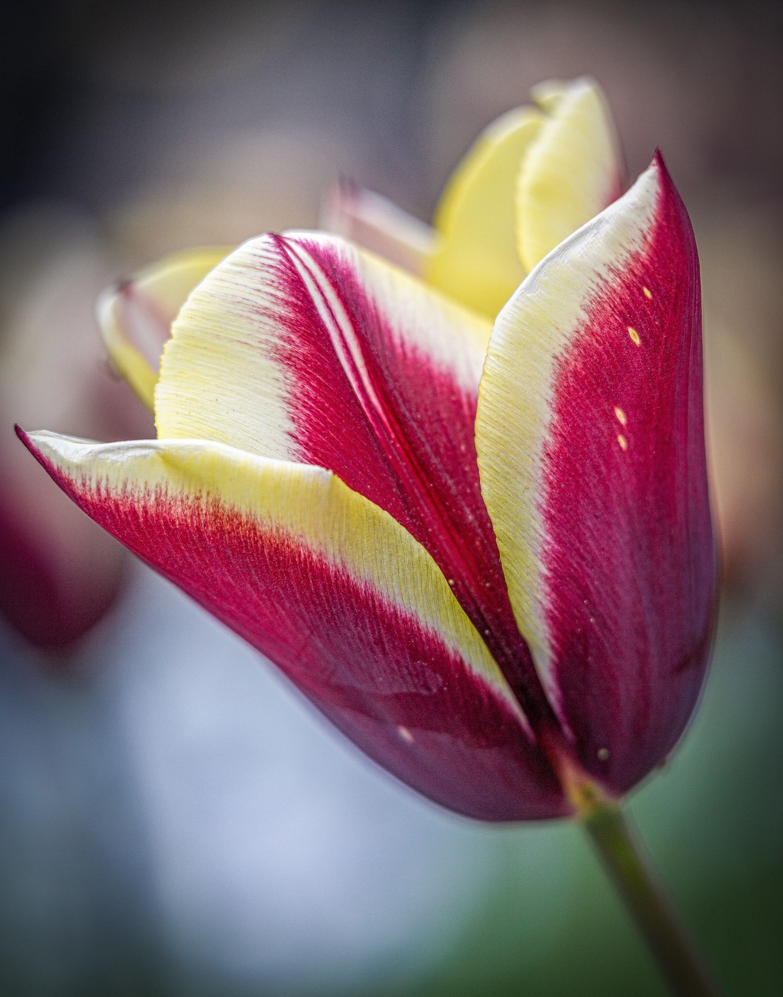 tulip.jpg