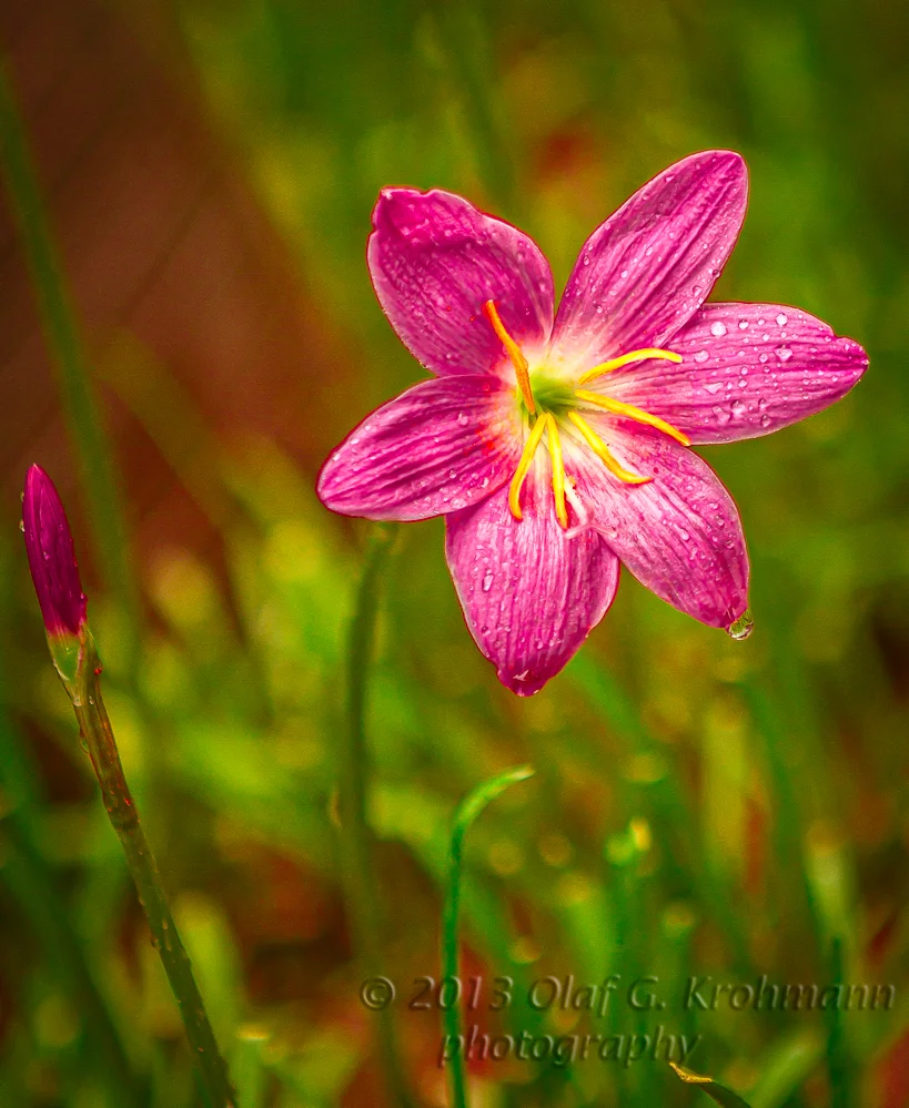 flowerThailand.jpg