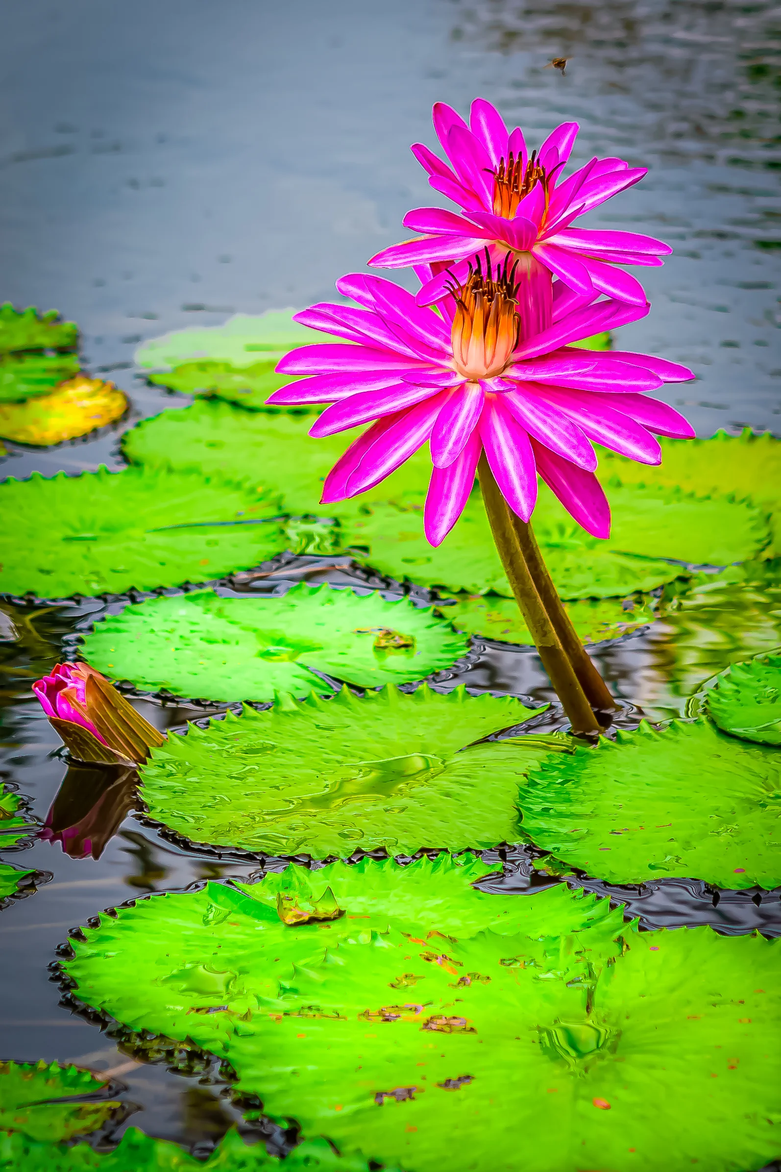 seerose.jpg