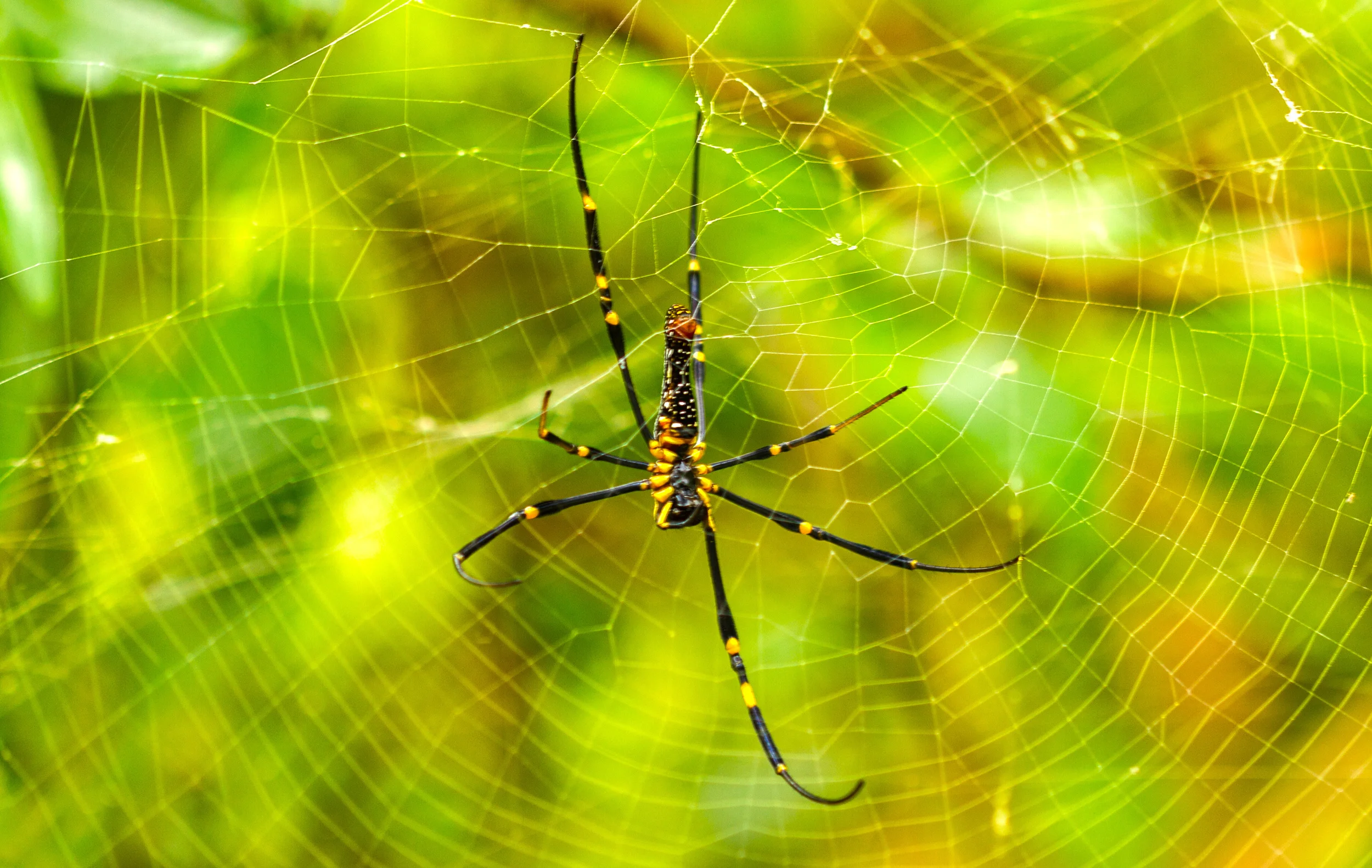 Spider.jpg