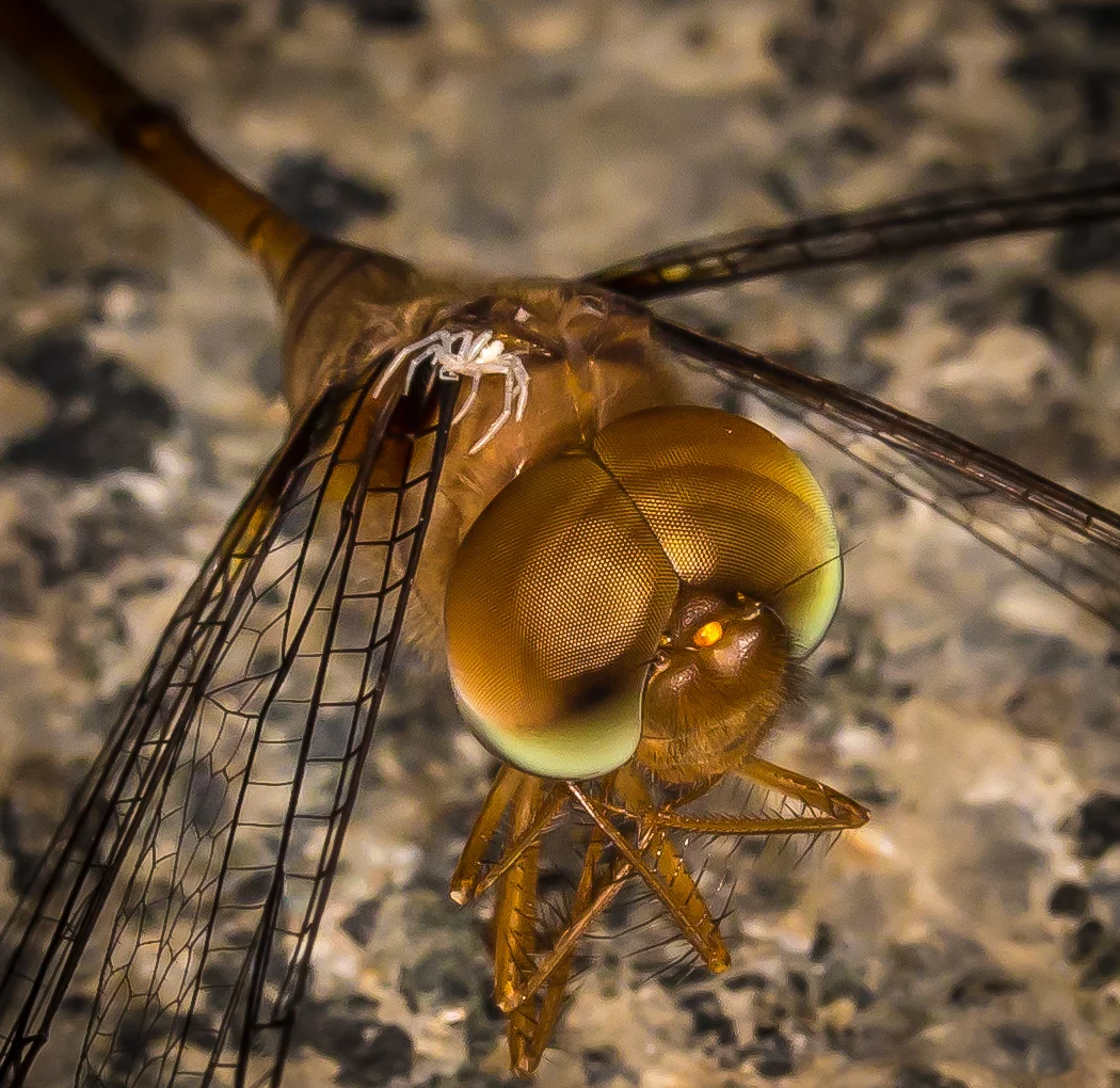Spider attack-1374.jpg
