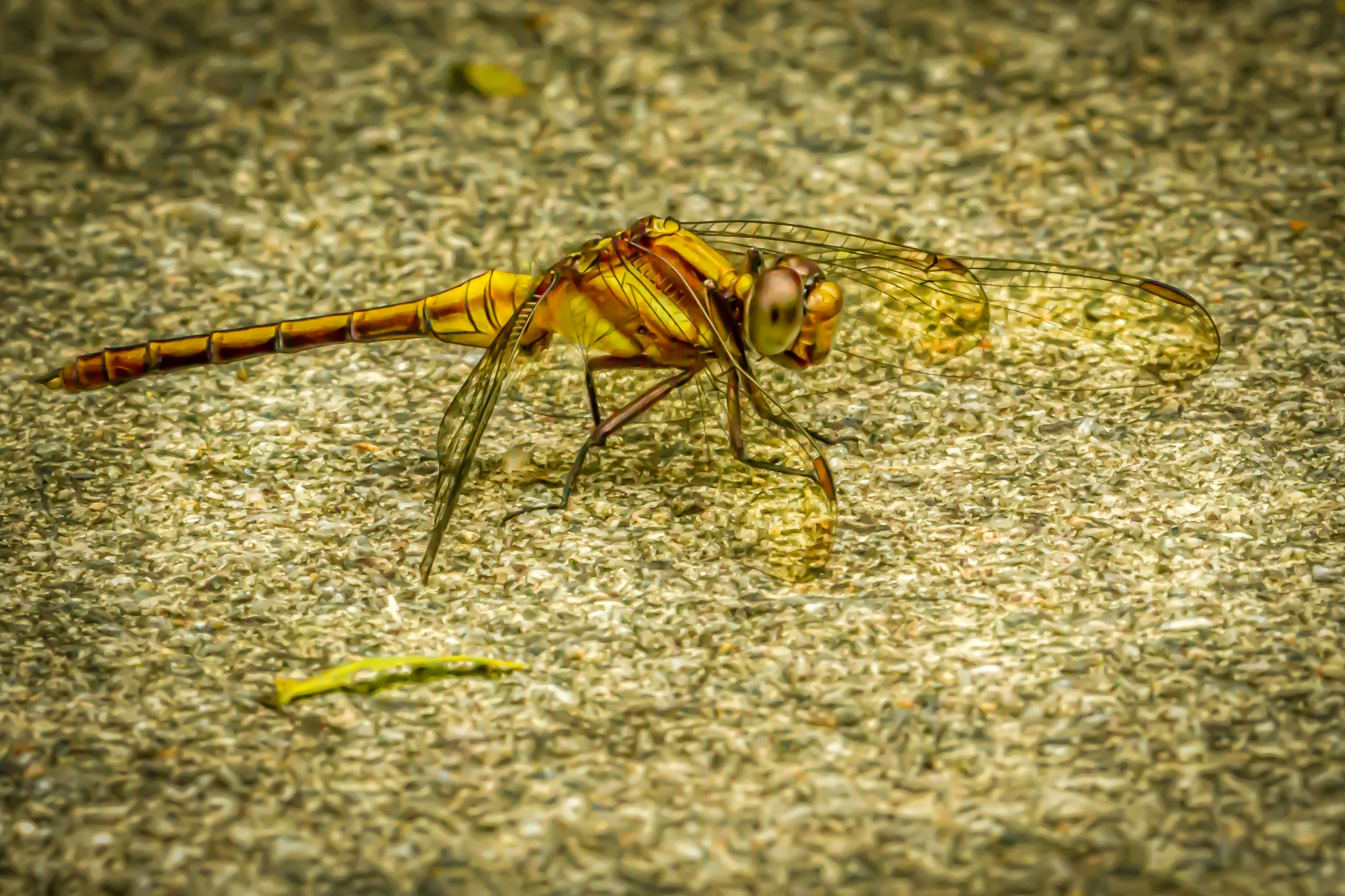 Dragon fly yellow.jpg