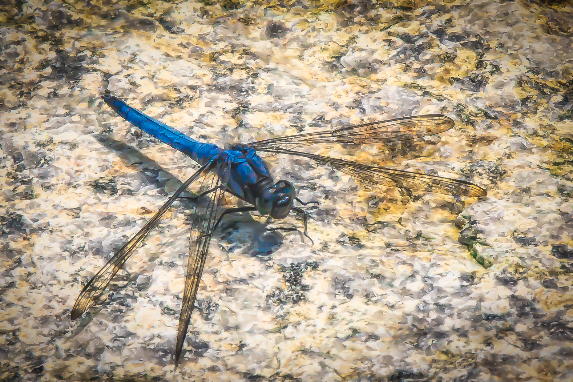 Dragon Fly blue.jpg