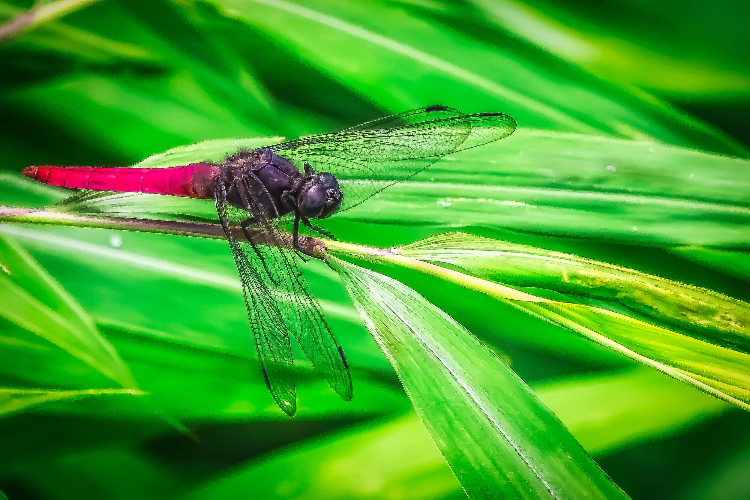dragon flyred.jpg