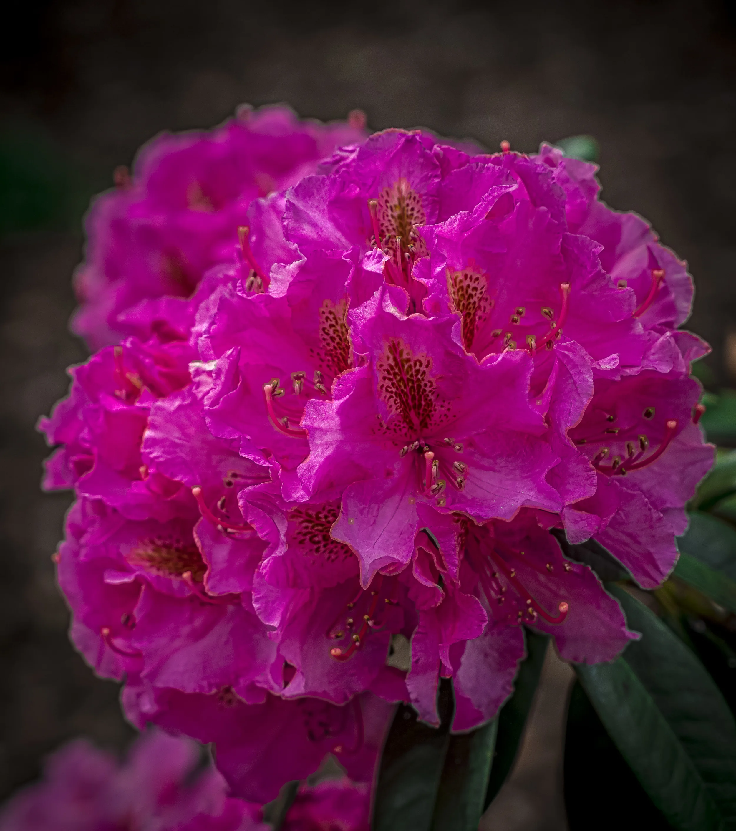 Flower-.jpg