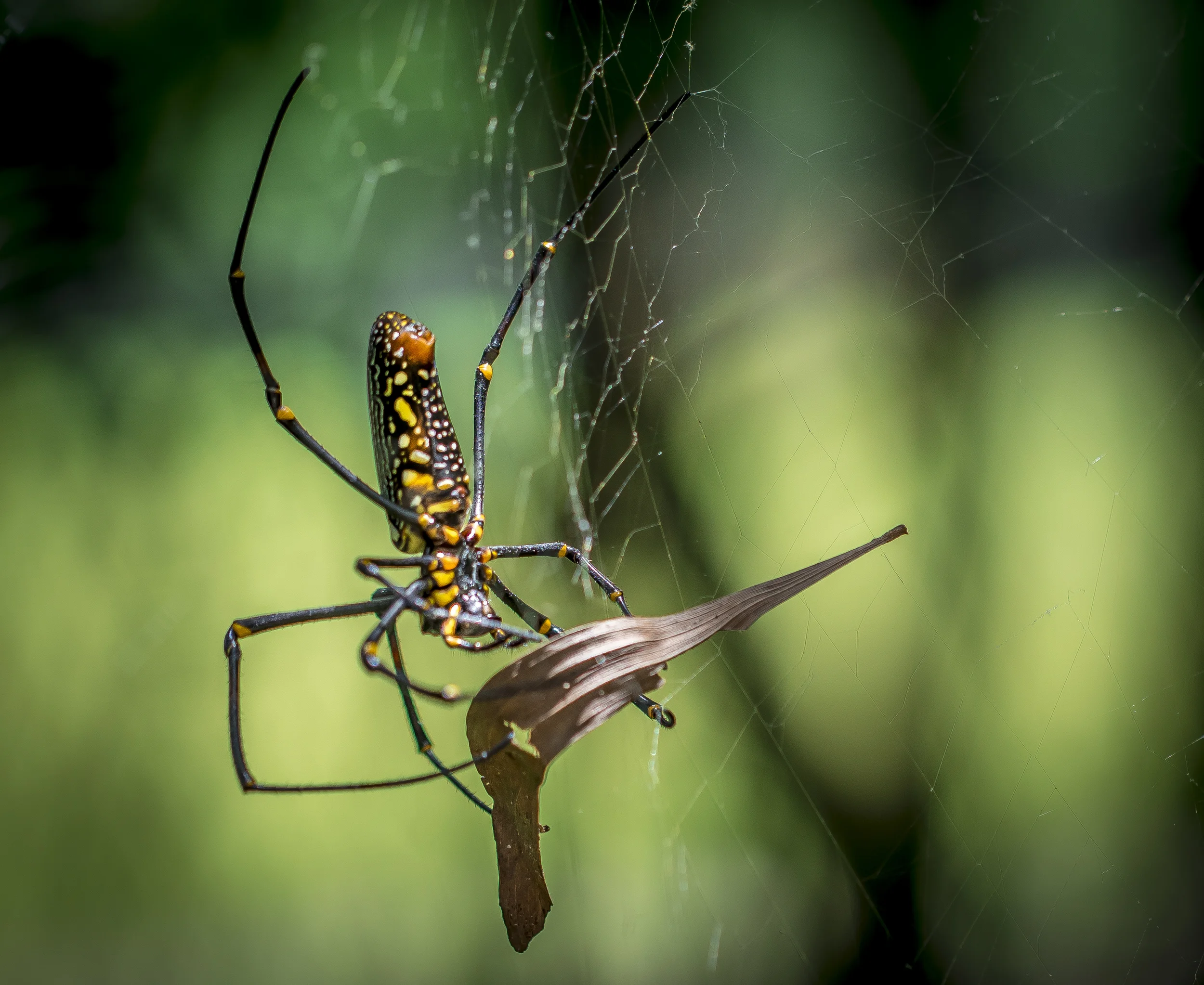 spider001.jpg