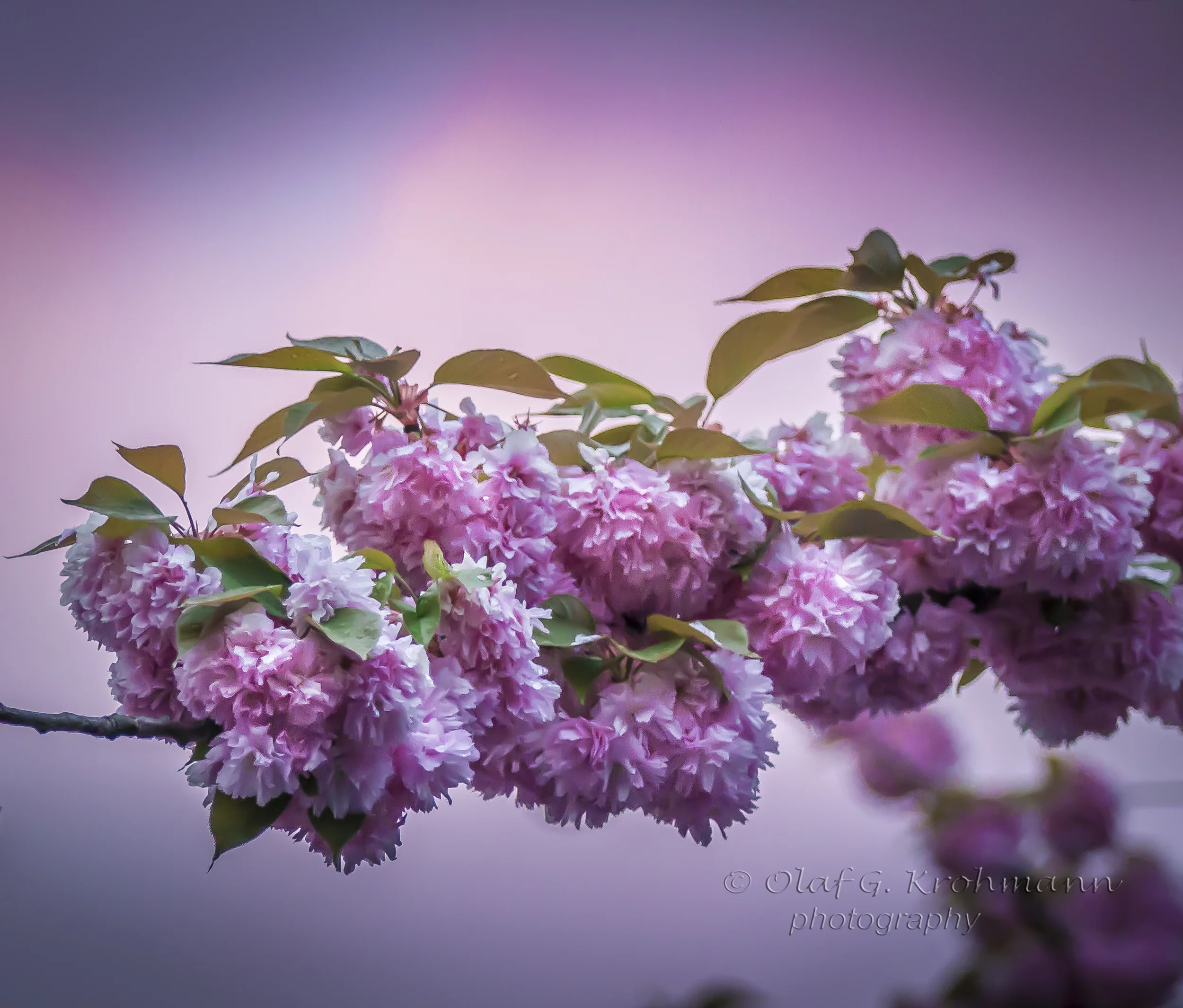 Cherry Blossom Bonn Germany-.jpg