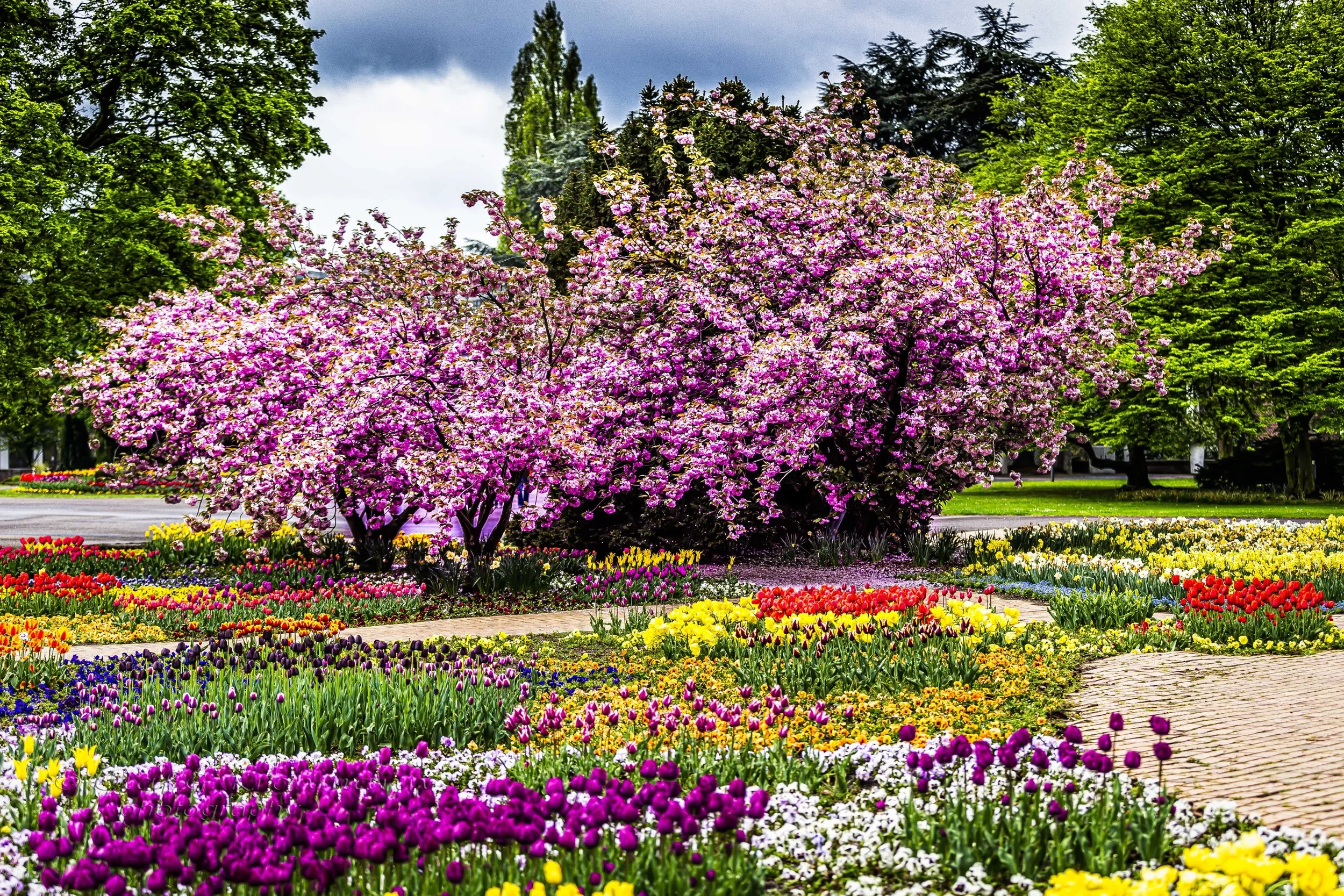 Cherry Blossom Bonn Germany003-.jpg