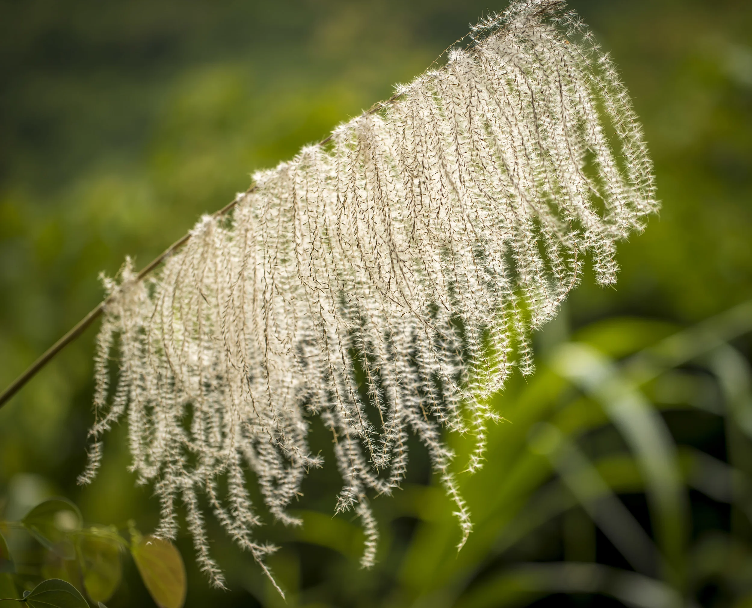 grass.jpg