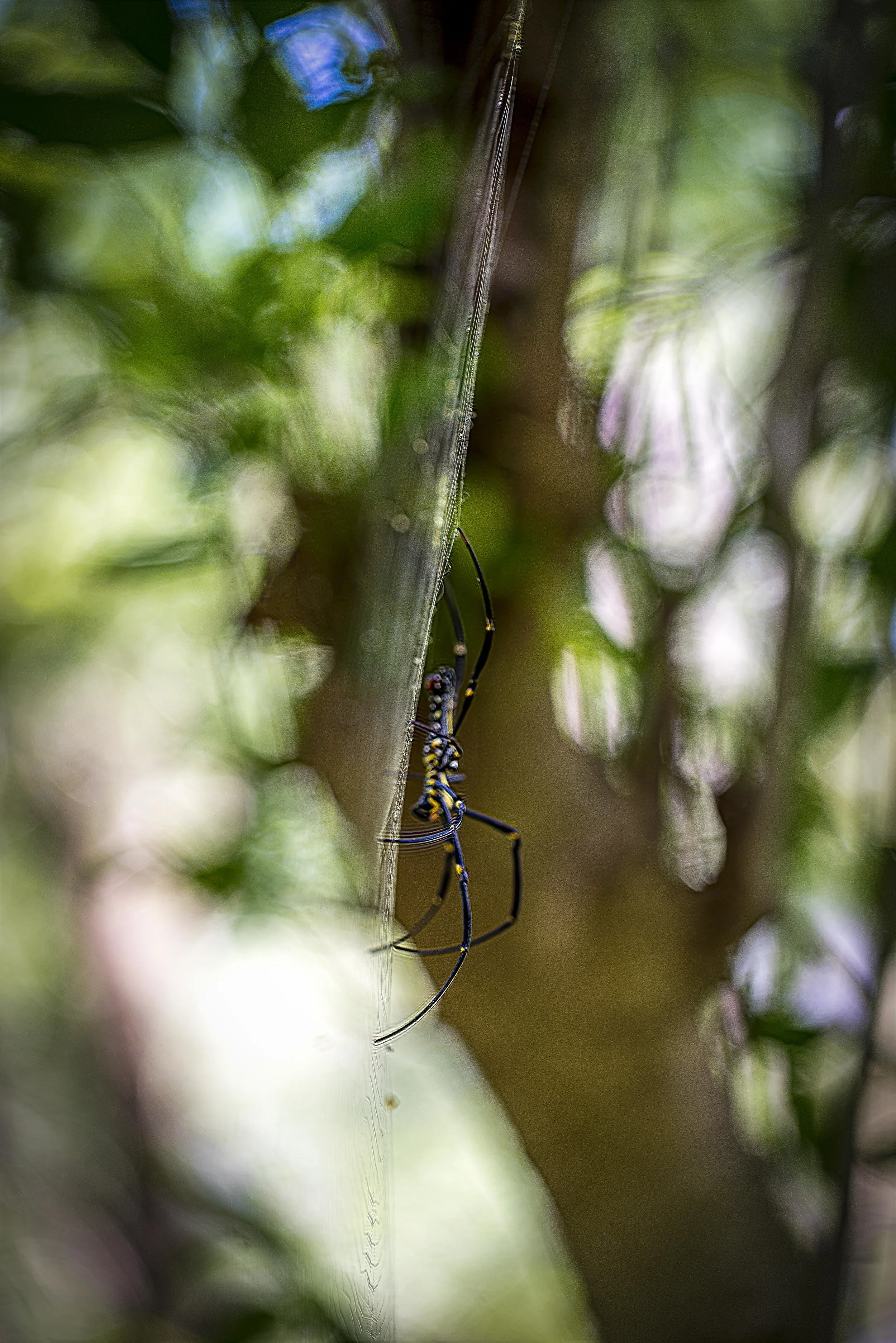 dancing on the net.jpg