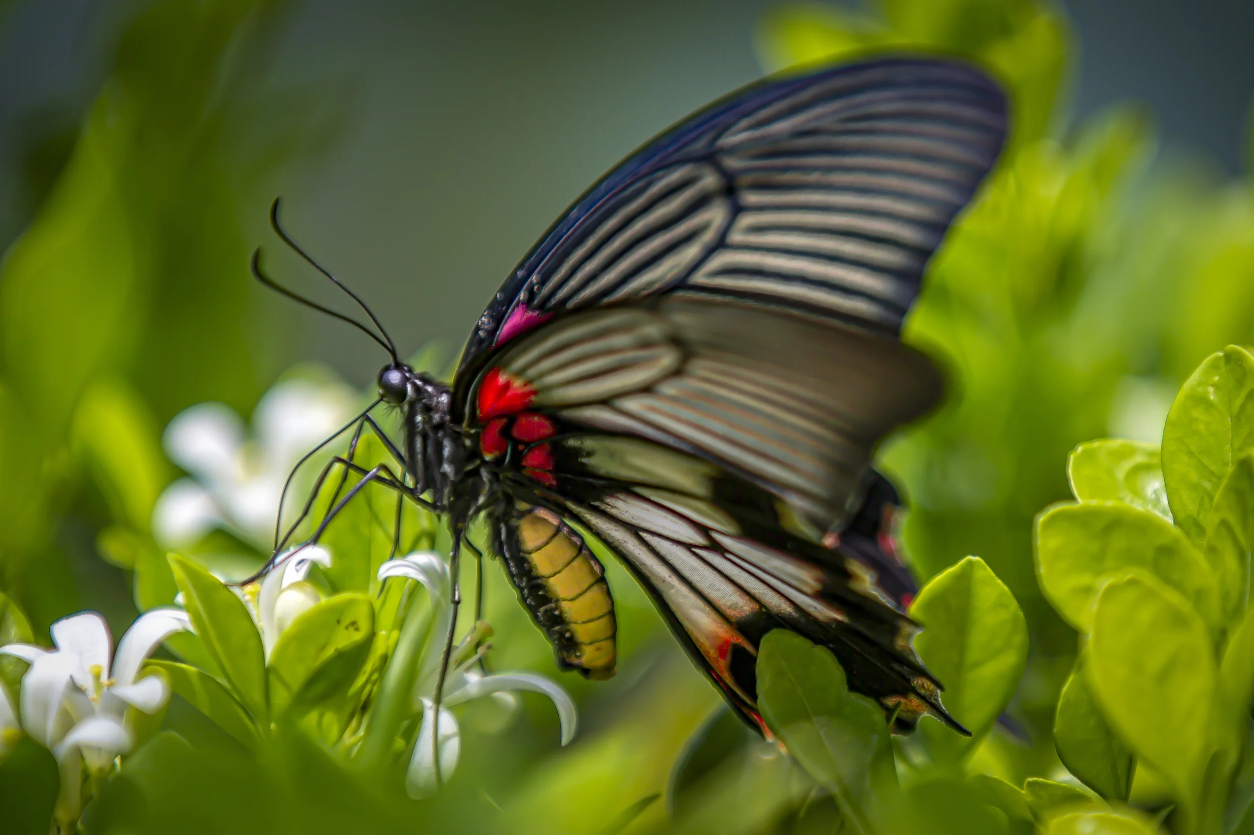 Butterfly Ta O.jpg