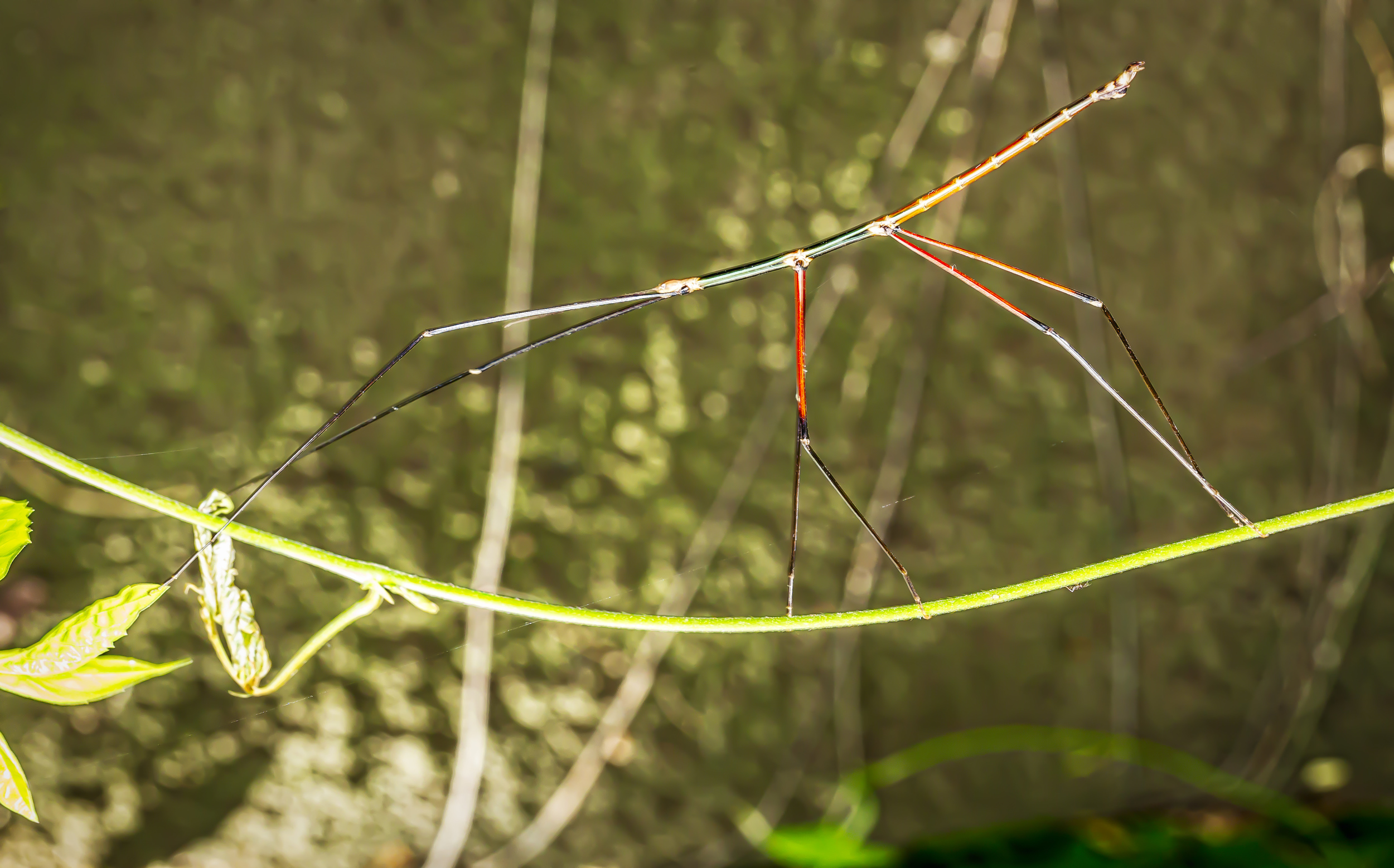 Phasmatodea.jpg