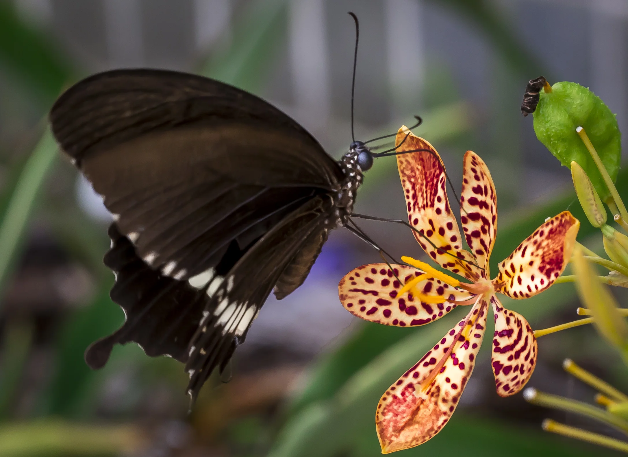 Butterfly002.jpg