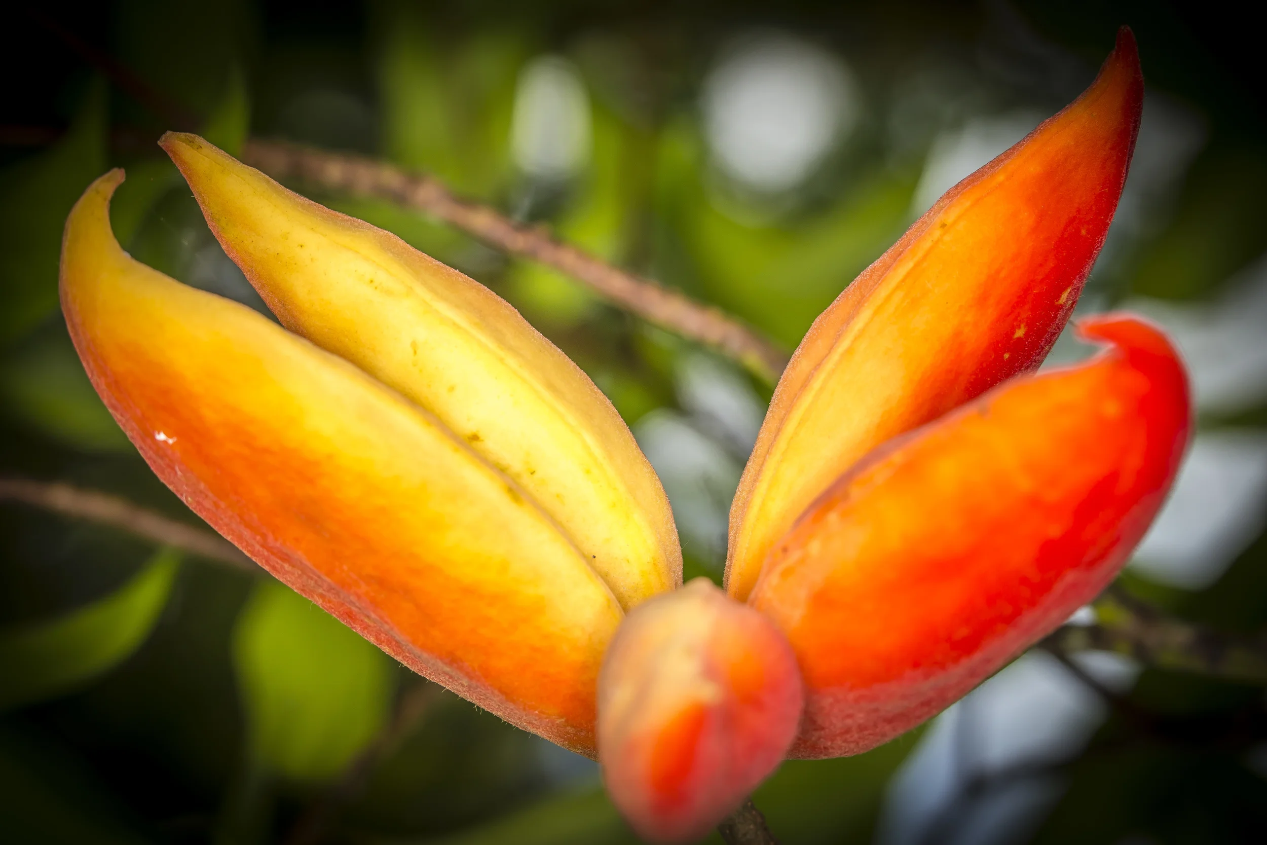 ORANGE.jpg