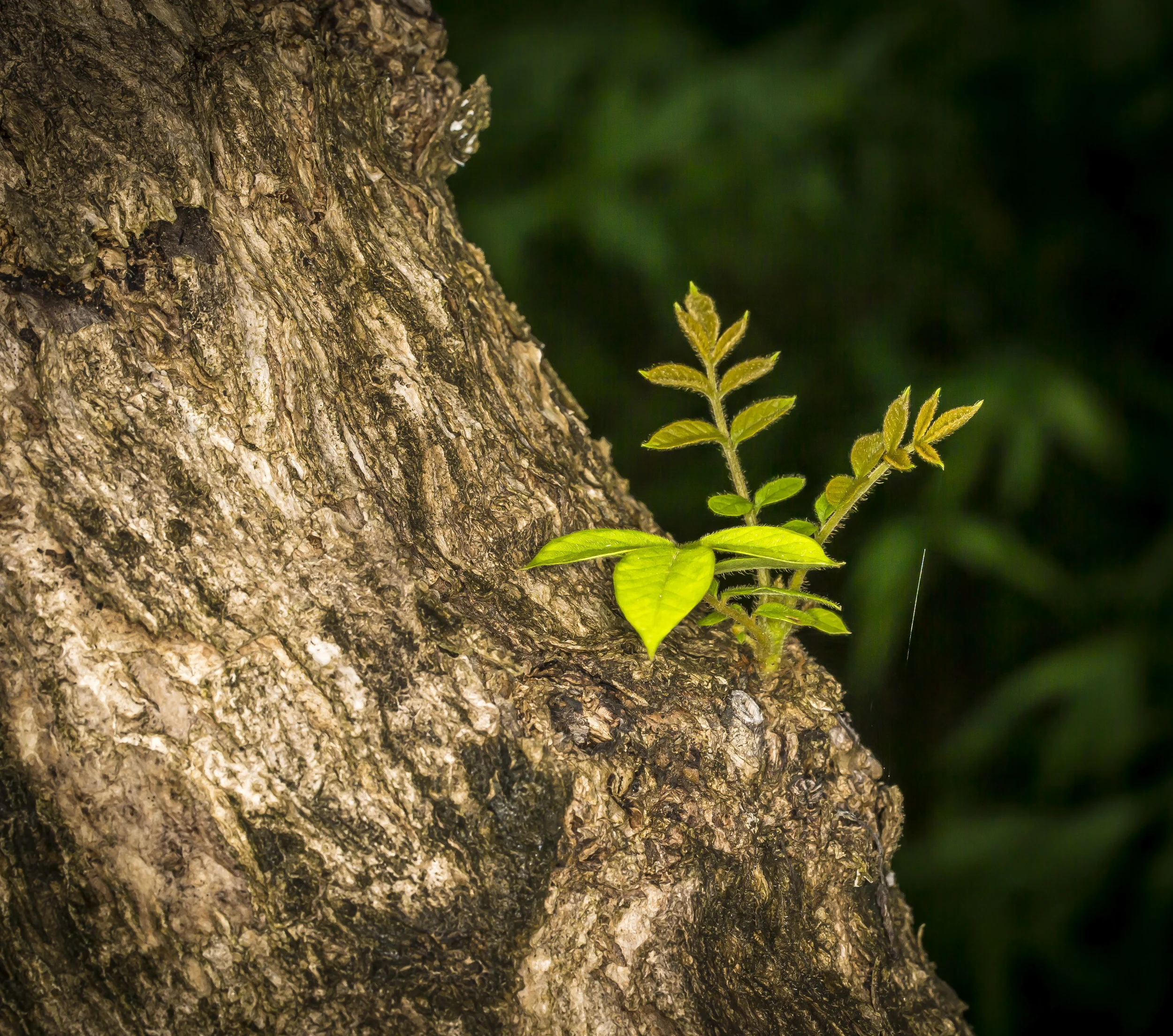 young green.jpg
