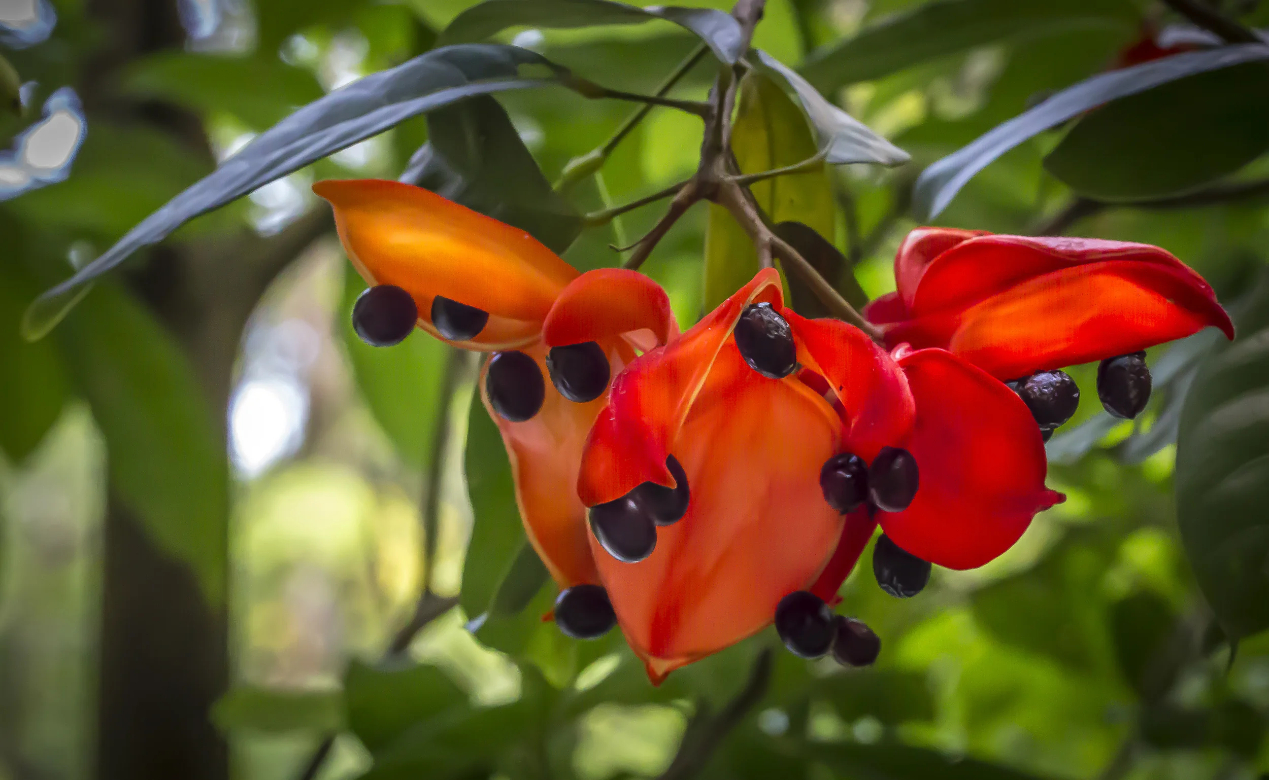redFlower.jpg